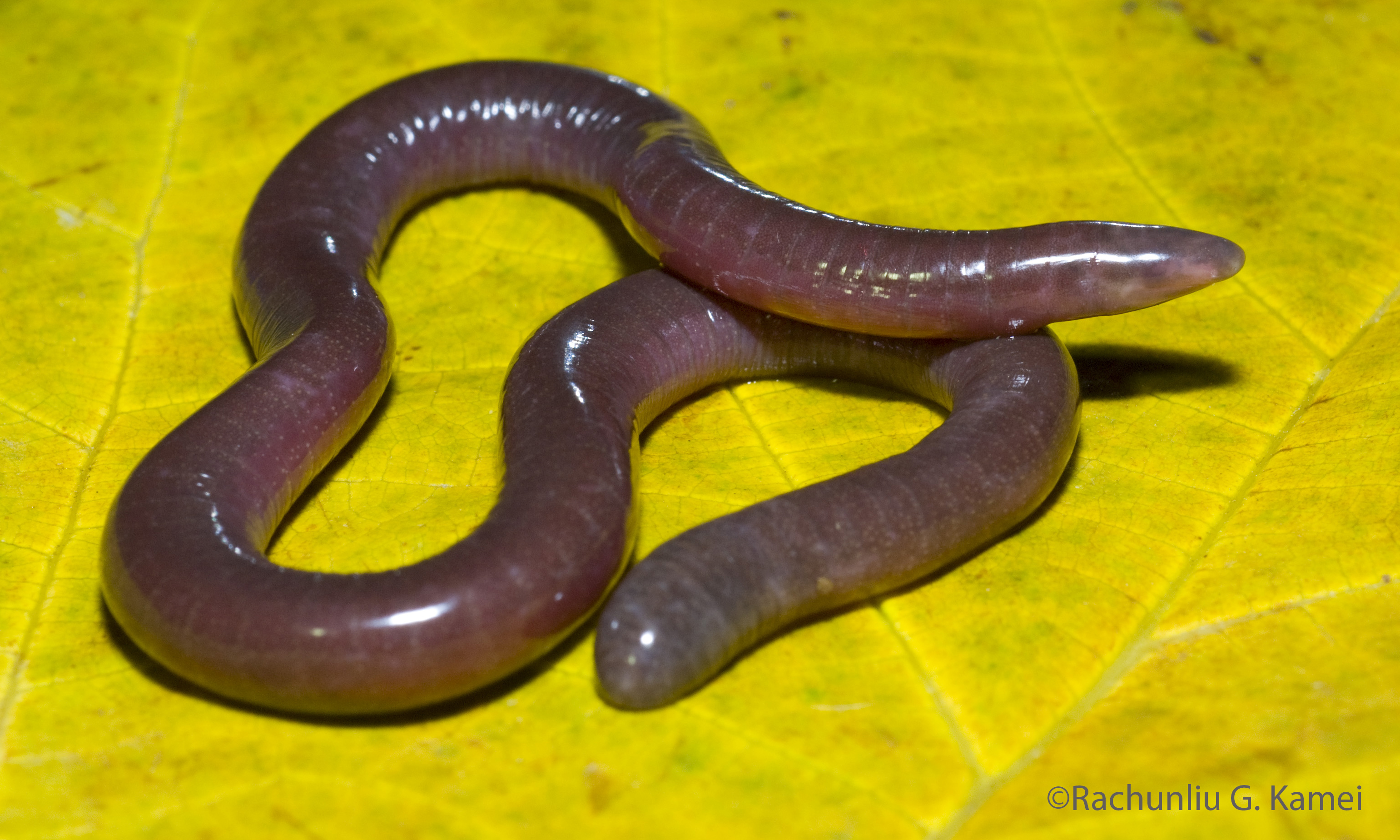 a pink caecilian on a yellow leaf