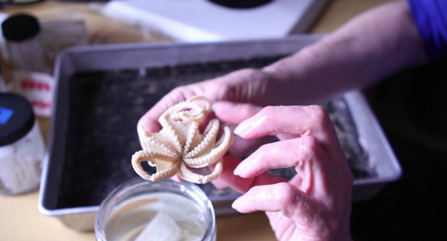 The spiraling arms of a small white octopus specimen, held in a researcher's hands