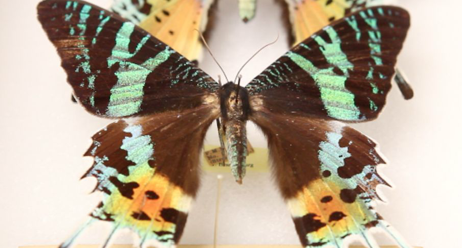 A swallow-tail butterfly with irridescent mint-green, light blue, and orange spotted wings