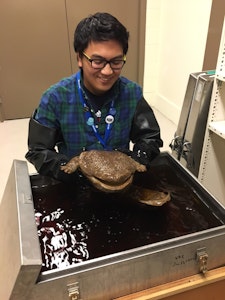 a museum staff member wearing long black rubber gloves holds a specimen from a wet storage tank