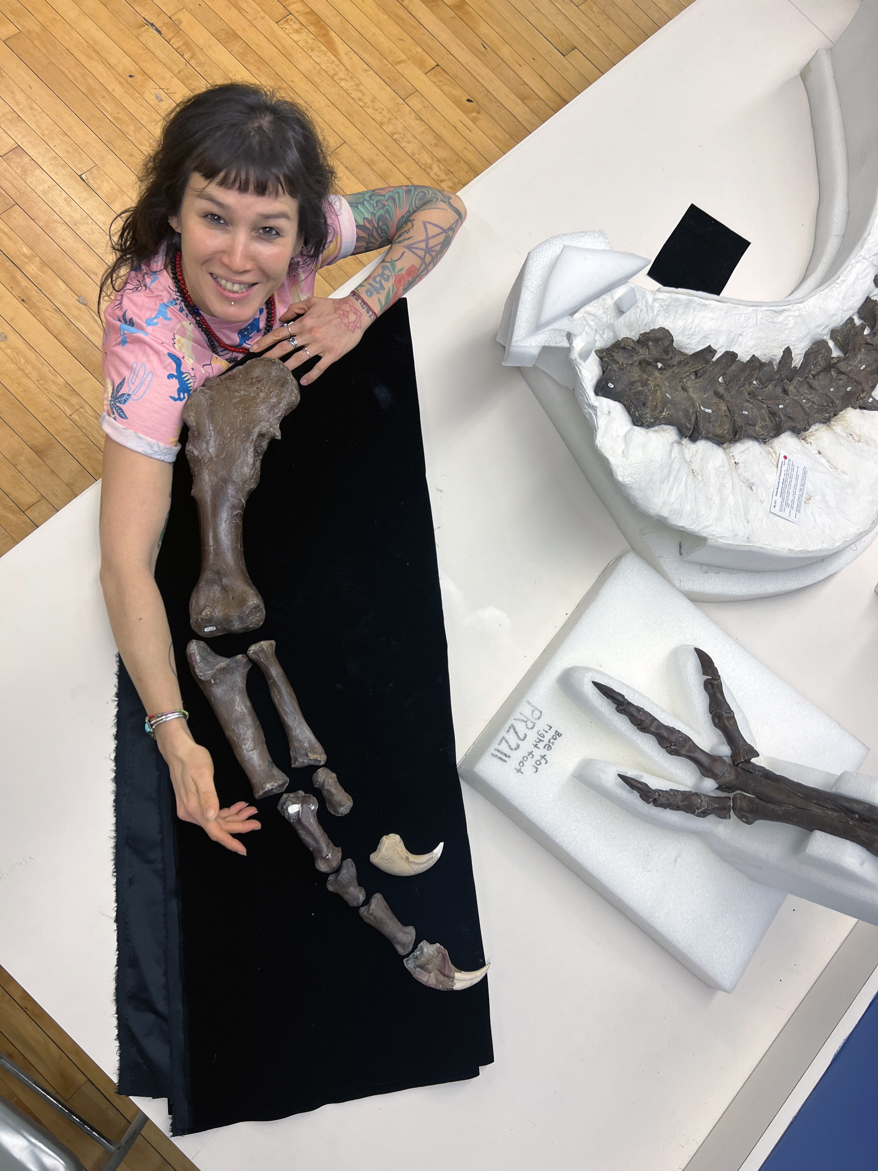 A woman sitting at a table looks up at an overhead camera. On the table are several dinosaur fossils, one that the woman is comparing her arm size to.