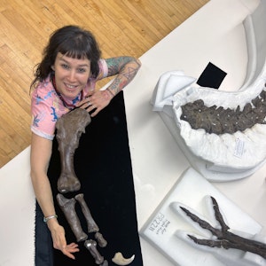 A woman sitting at a table looks up at an overhead camera. On the table are several dinosaur fossils, one that the woman is comparing her arm size to.