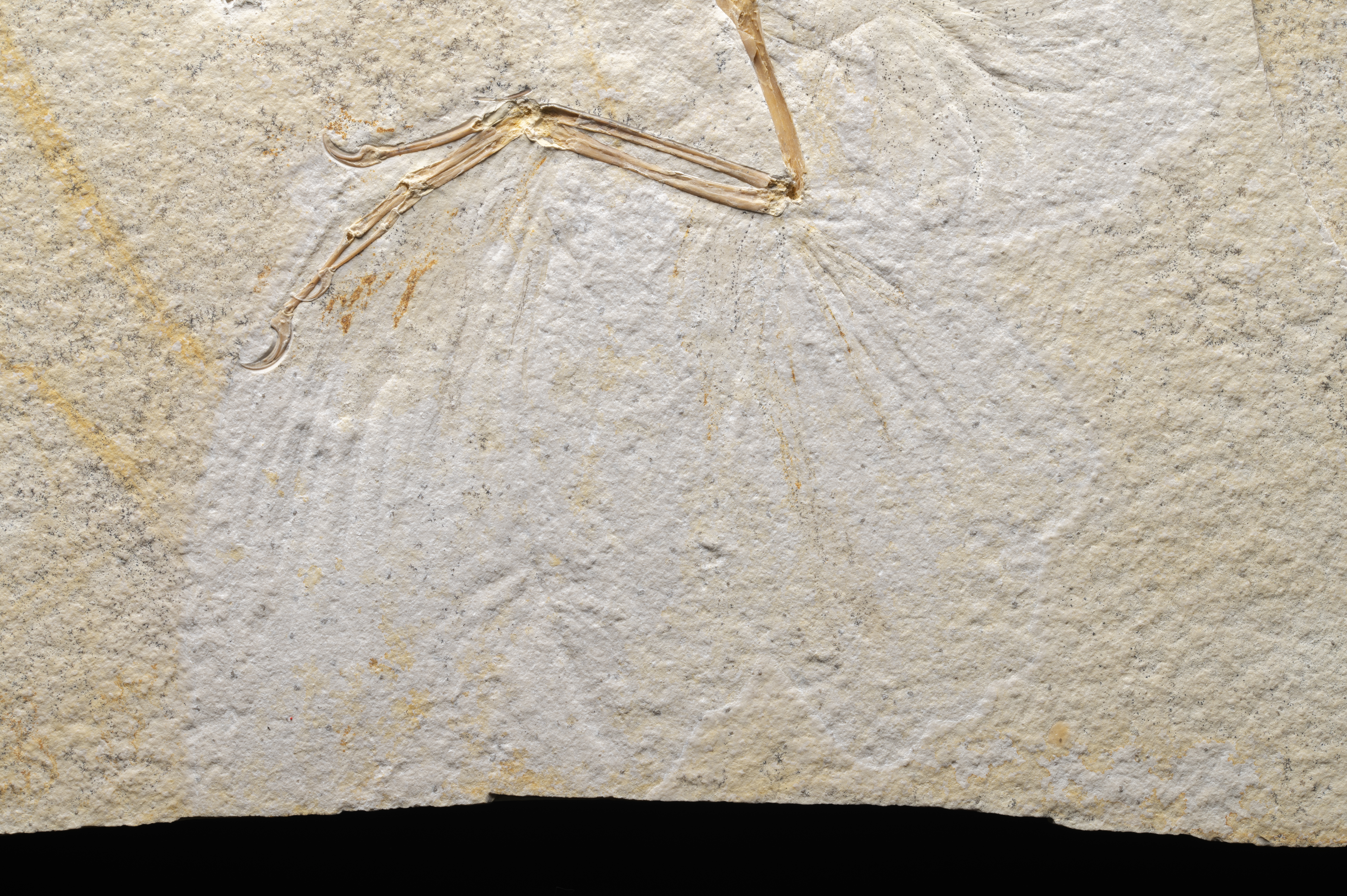 Fossil archaeopteryx wing, embedded in stone, showing detail of feathers