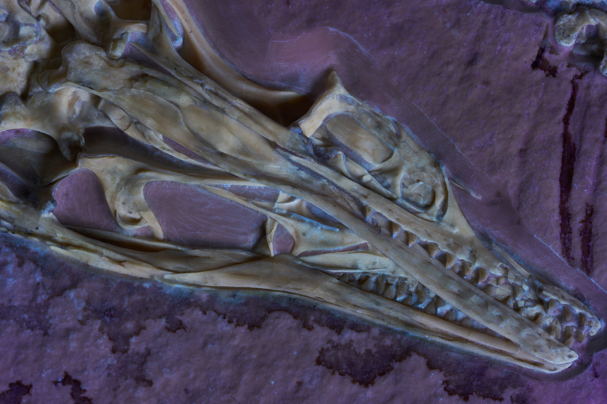 Fossil skull of archaeopteryx under UV light to show detail