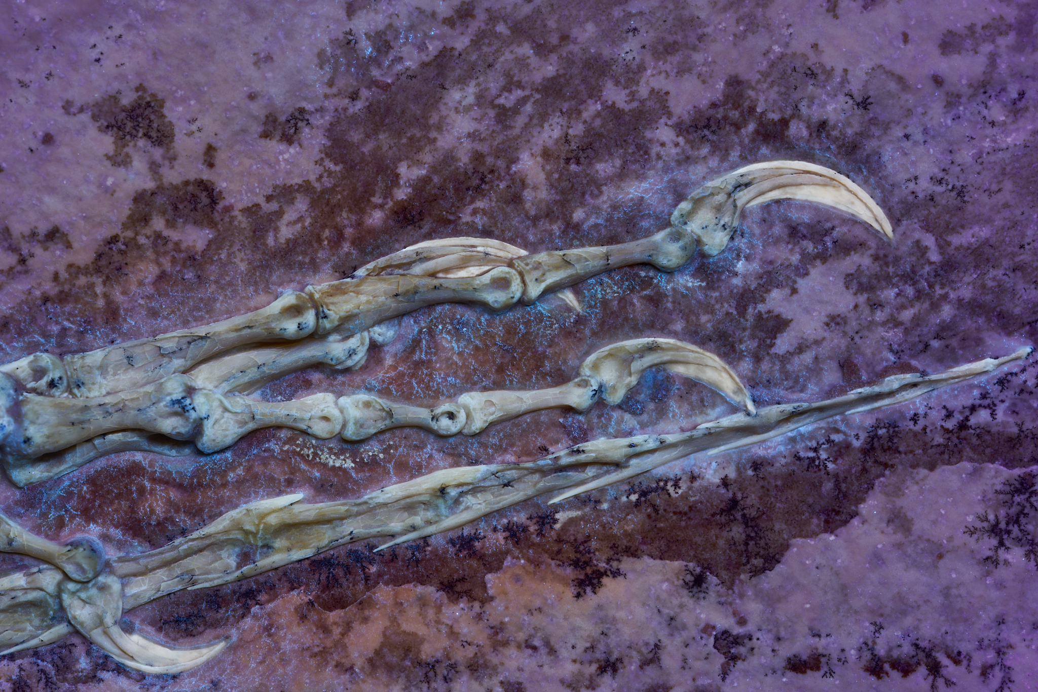 Fossil claws of Archaeopteryx, highlighted with a UV light to show detail