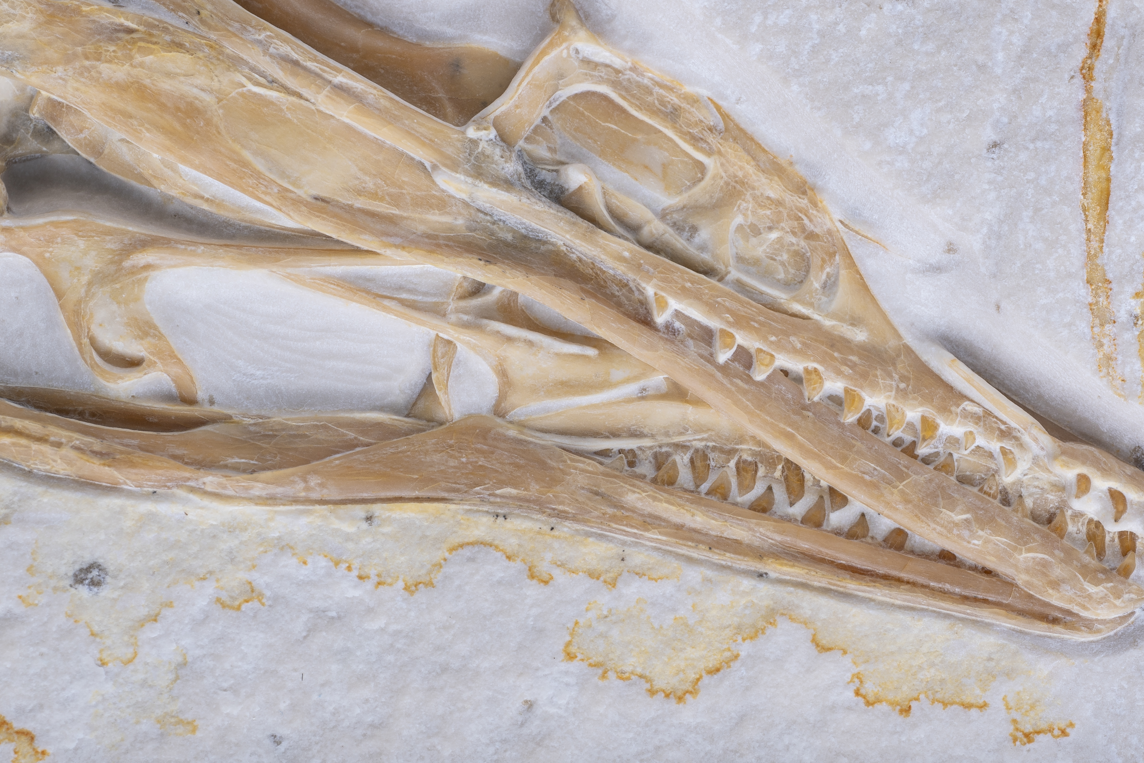 a fossil skull of Archaeopteryx embedded in a stone slab. It's many teeth are clearly visible.