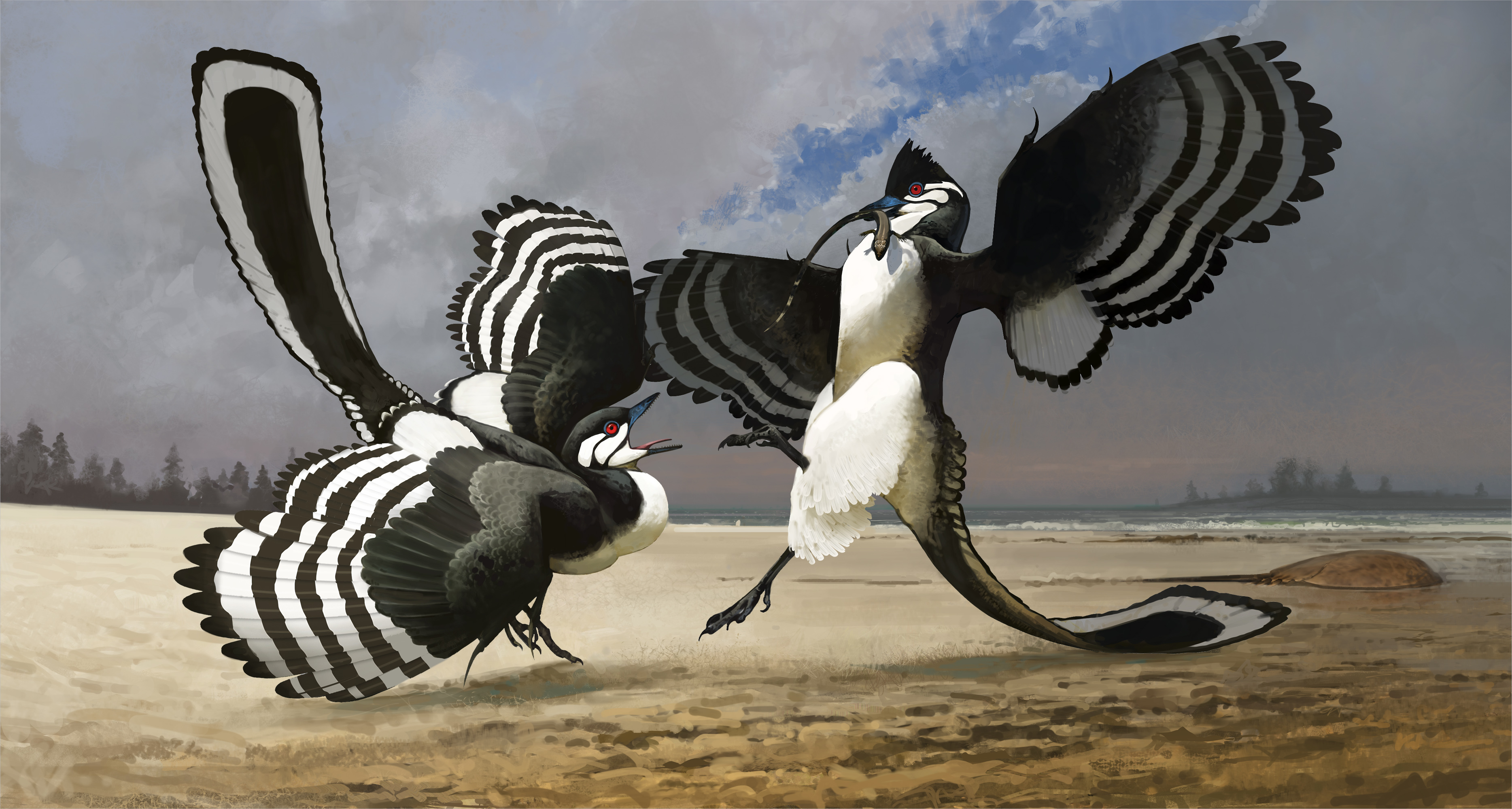 An artists rendering of two archaeopteryx fighting over a small animal which one is holding in it's mouth