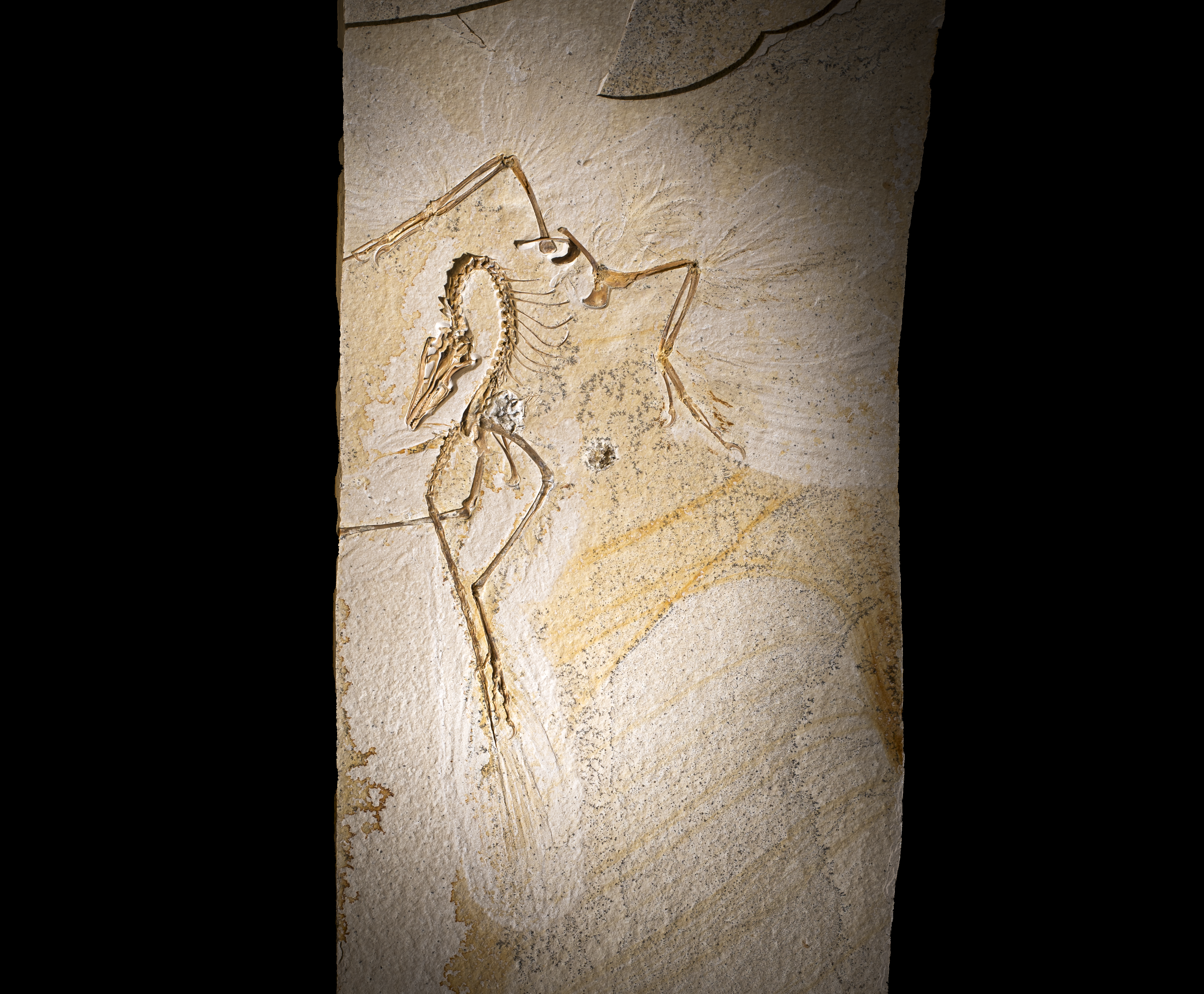 a rectangular slab of stone featuring a fossilized Archaeopteryx.
