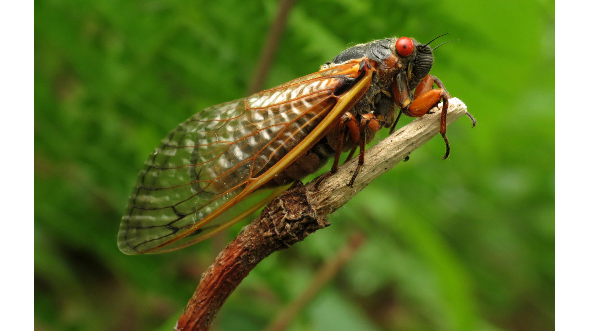 A periodical 17-year cicada perched on a twig.