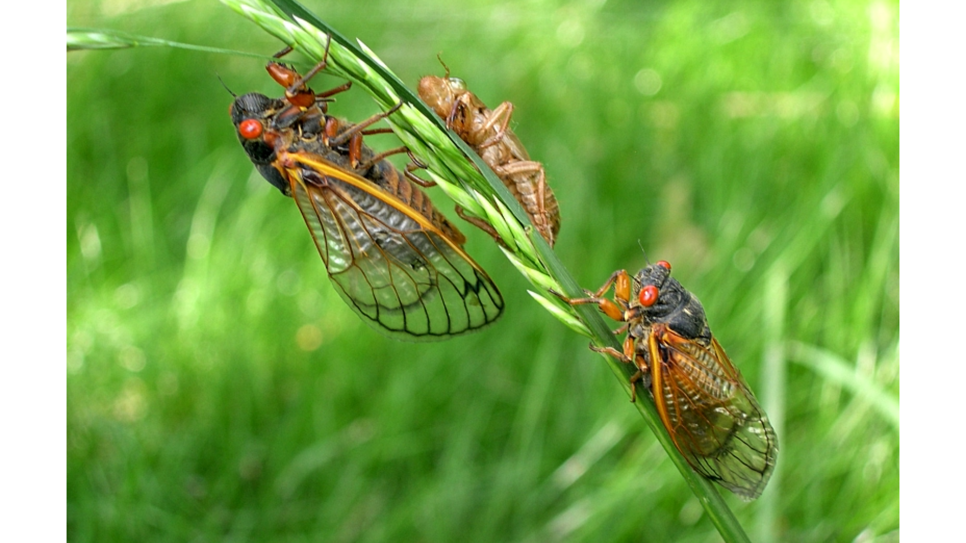 Two periodical 17-year cicadas on a plant next to a cicada exoskeleton.