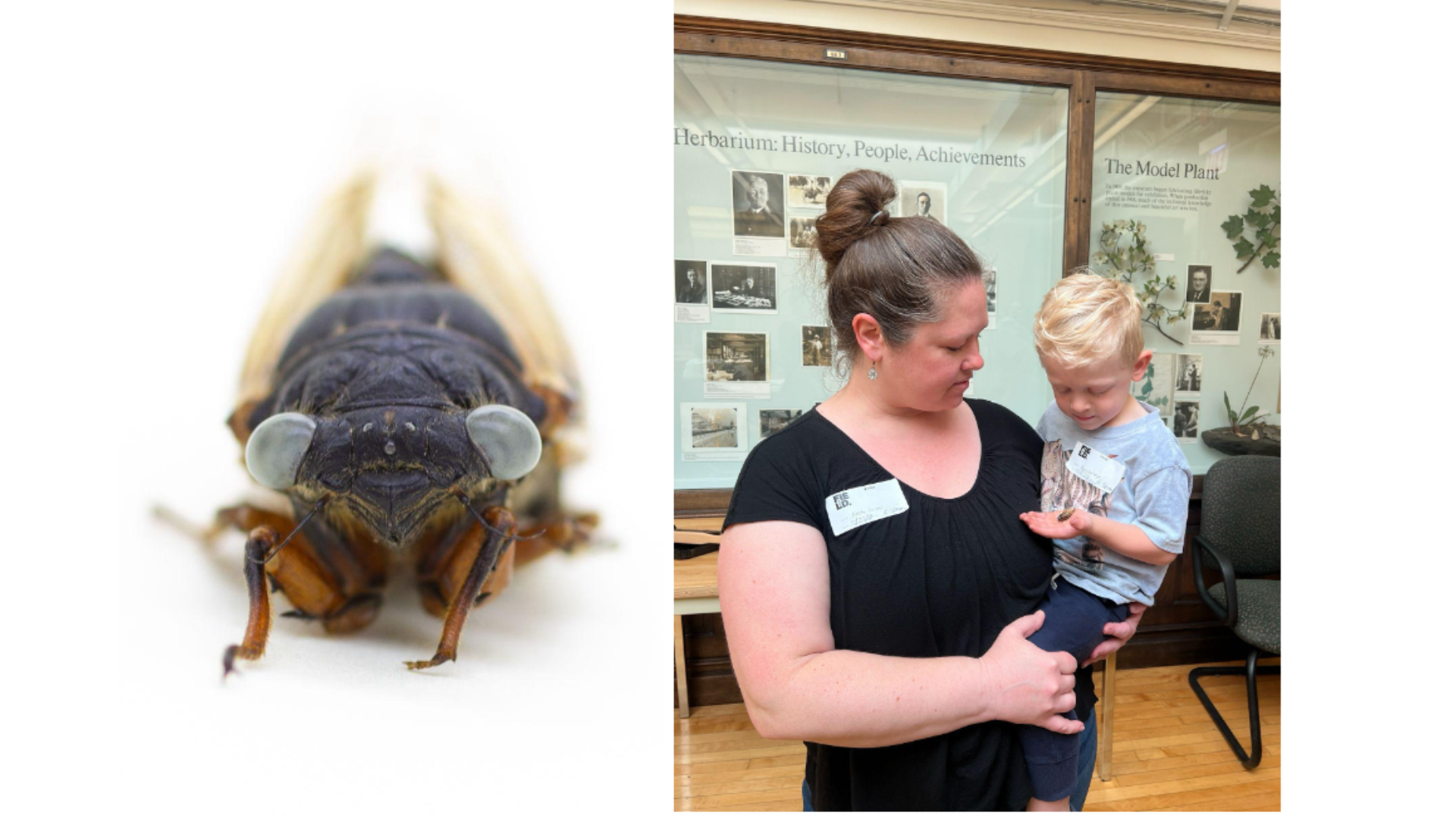 Left: The blue-eyed cicada. Photo by Daniel Le, Field Museum. Right: Greta Bailey, Jack Bailey at the Field Museum to donate the blue-eyed cicada. Photo by Danielle Williams, Field Museum.
