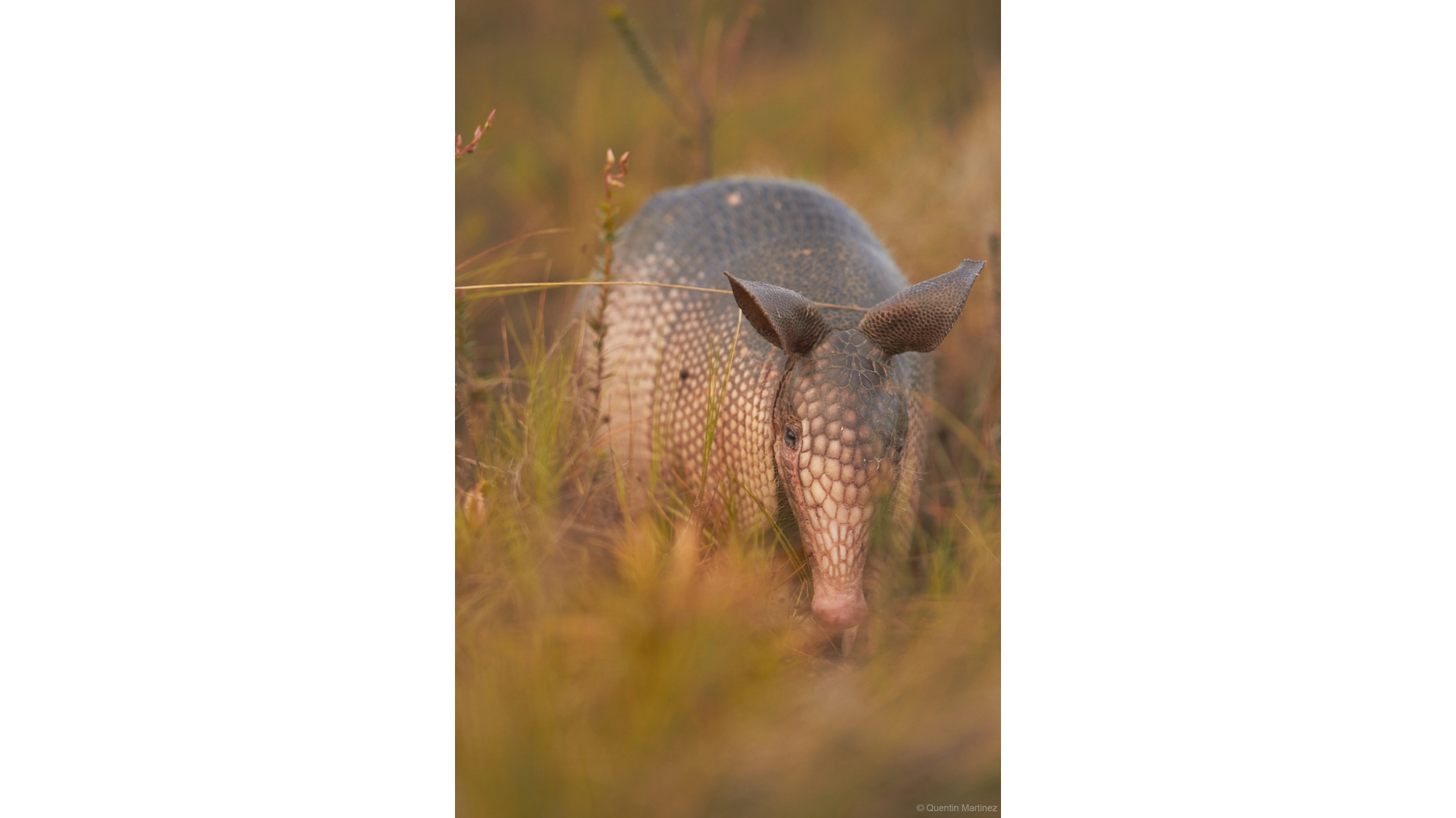 an armidillo walking in tall, yellow grass