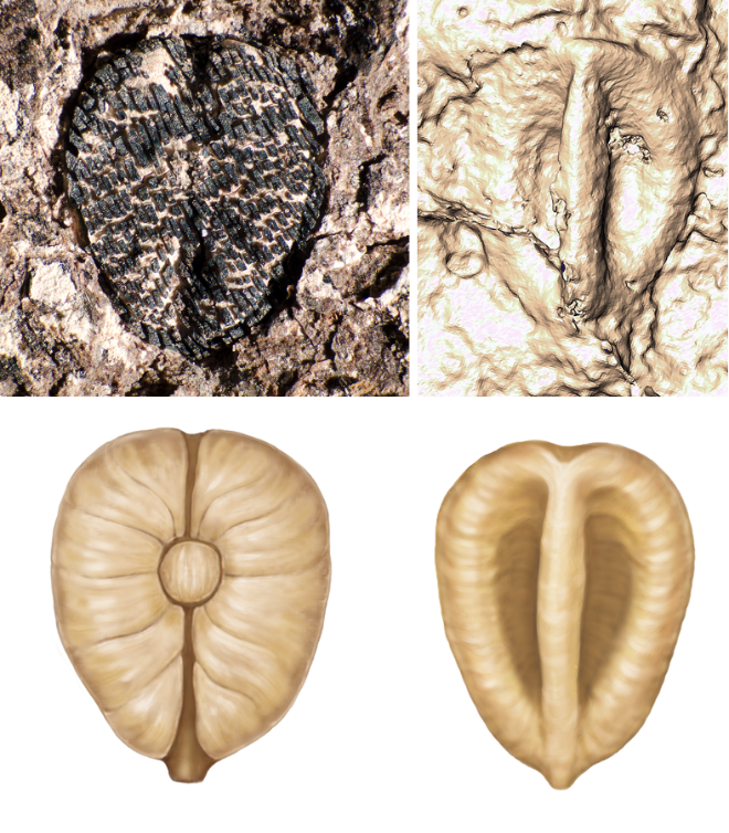 Lithouva - the earliest fossil grape from the Western Hemisphere, ~60 million years old from Colombia. Top figure shows fossil accompanied with CT scan reconstruction. Bottom shows artist reconstruction.