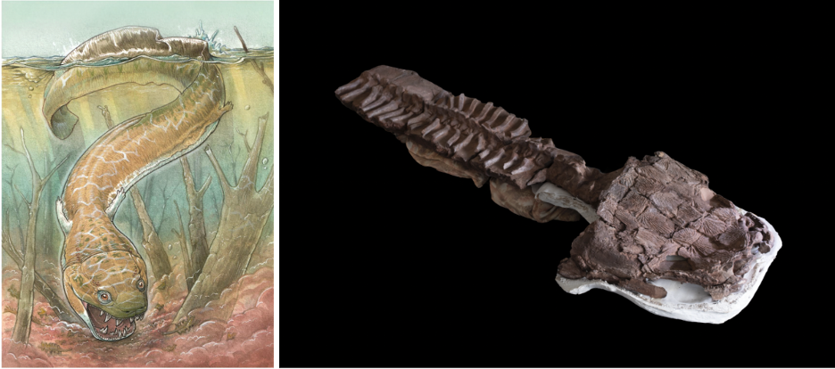 Left: Artist’s rendering of Gaiasia jennyae. Credit: Gabriel Lio. Right: Skeleton, including the skull and backbone, of Gaiasia jennyae.