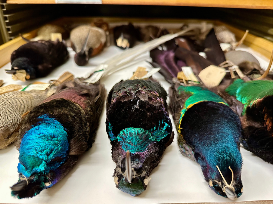 Tropical birds with brightly-colored, iridescent feathers laid out in a museum collection.