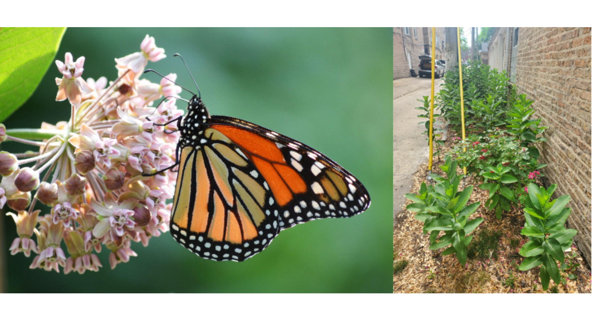 Left: Monarch butterfly on a milkweed flower. Right: Milkweed garden in an alley behind a garage.