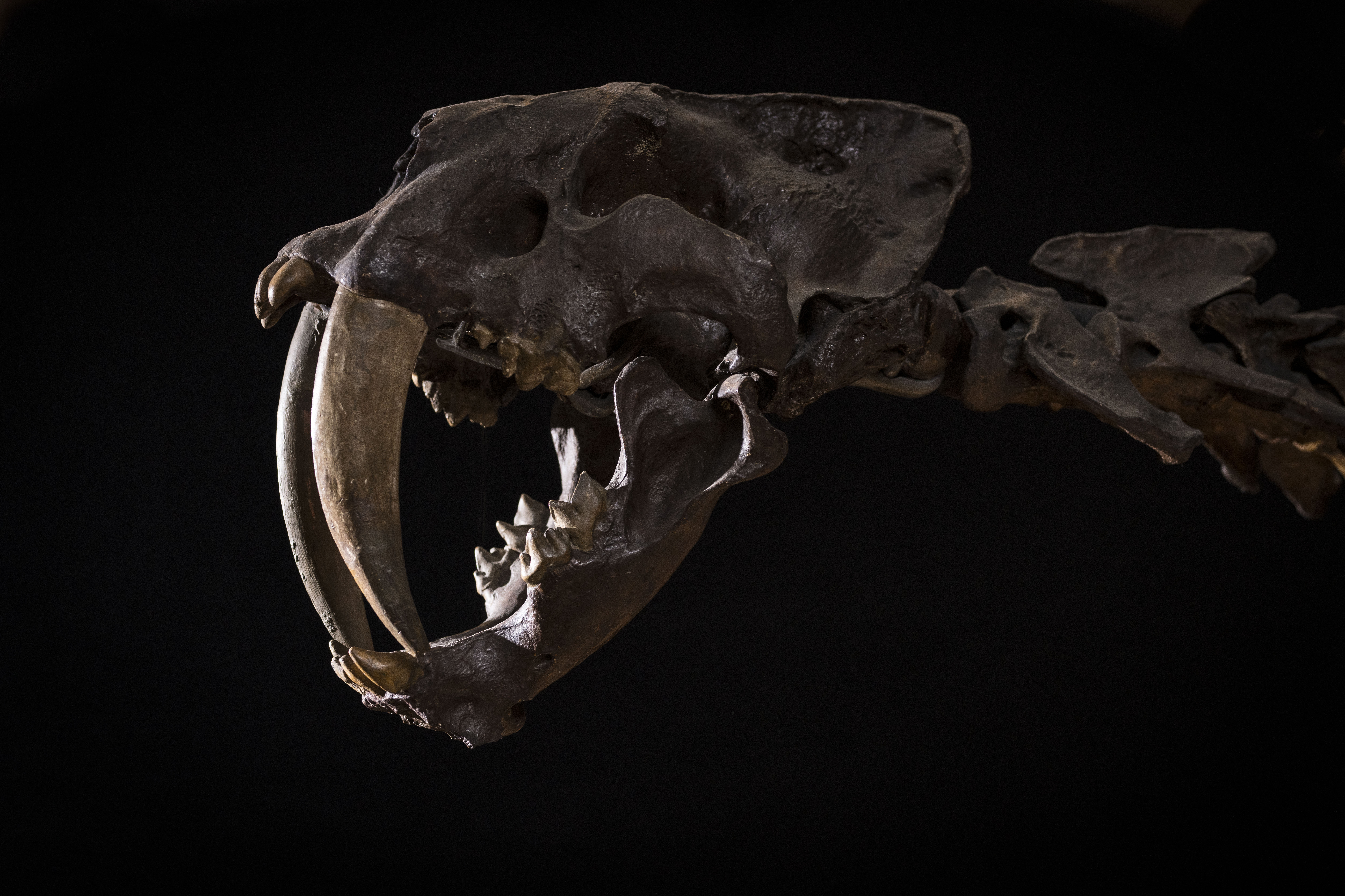 Sabre-toothed tiger fossil skull, against a black background