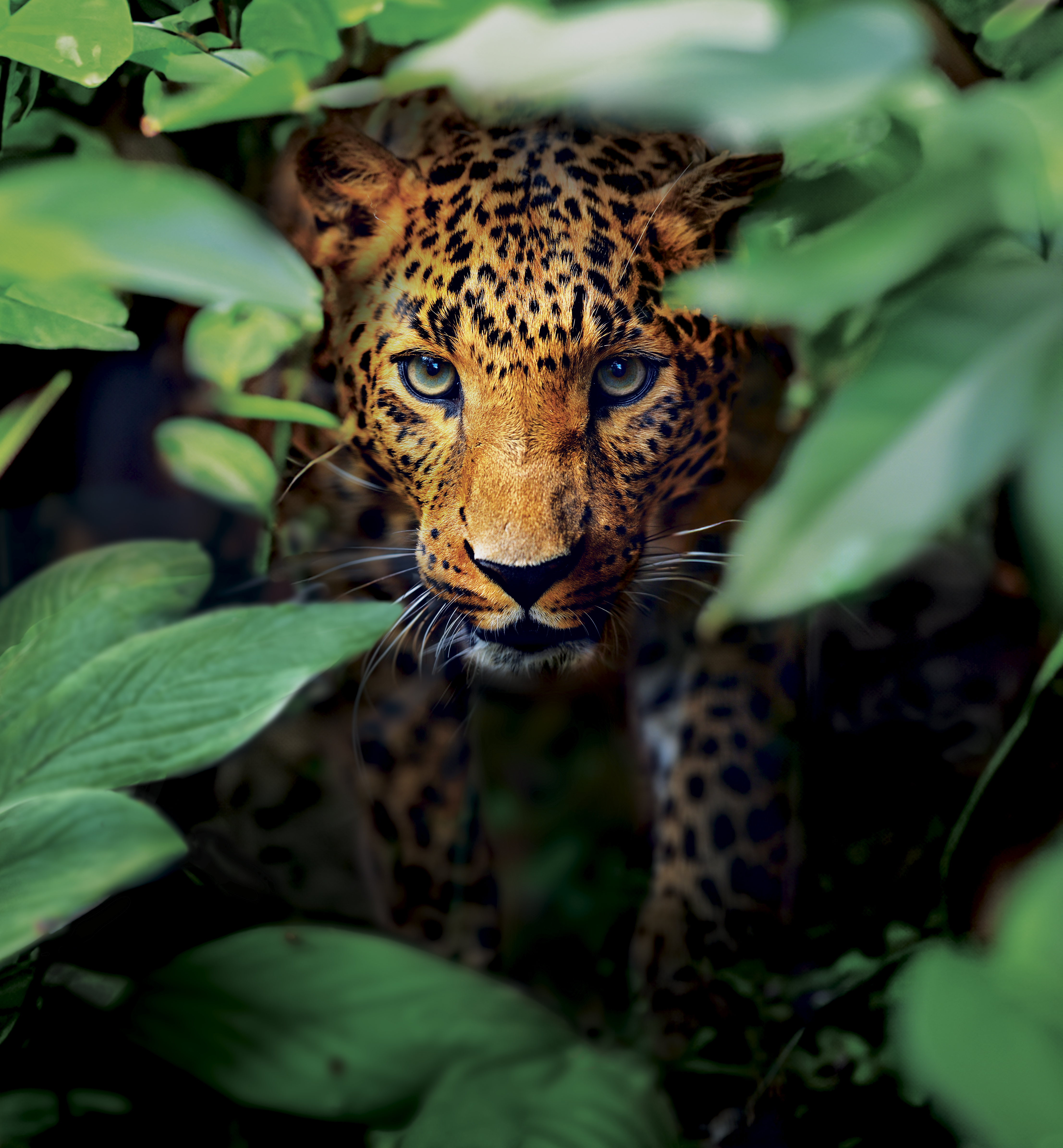 A leopard peaking through some plants.