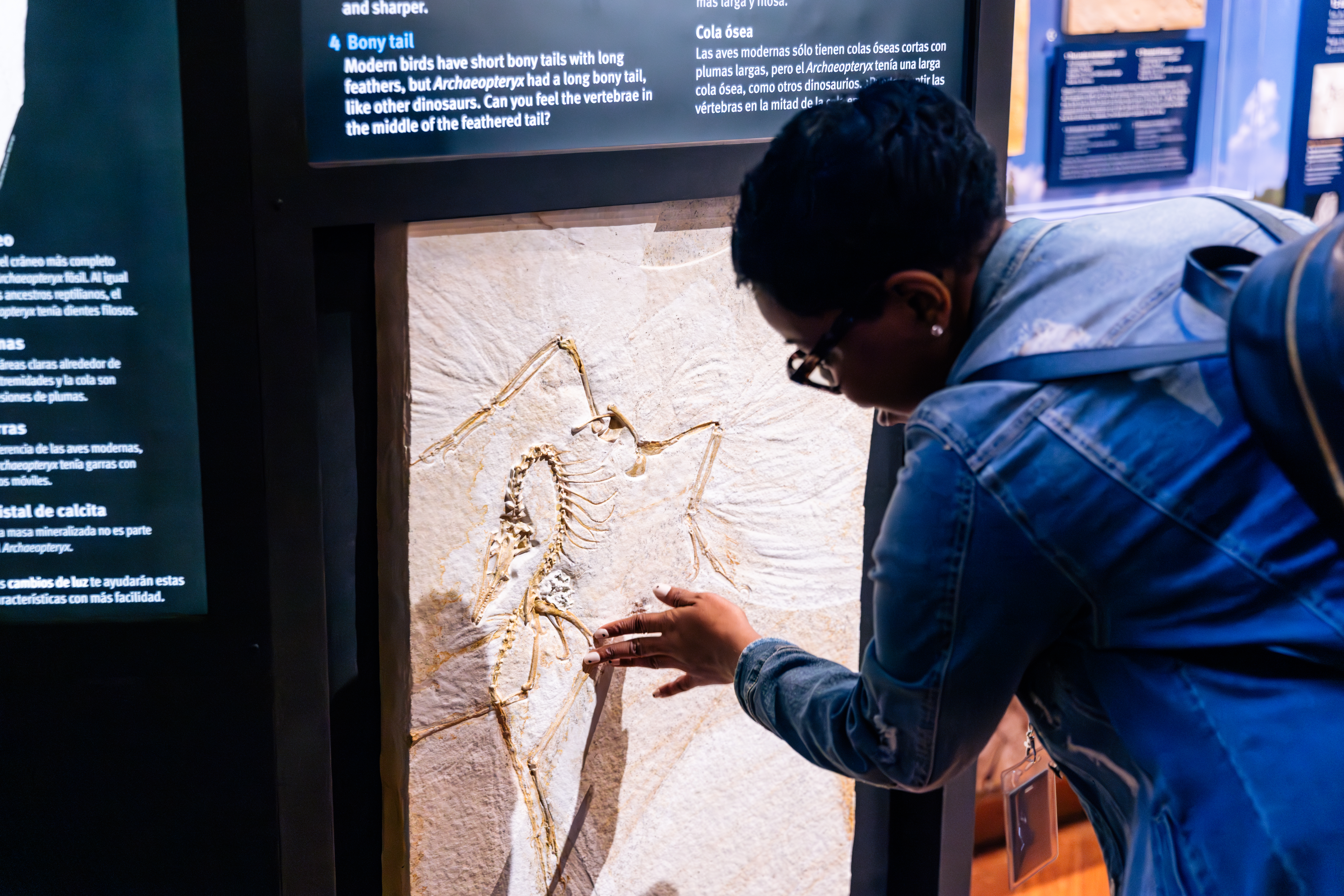 A person bends over, touching a cast of an archaeopteryx fossil mounted in a graphic panel.