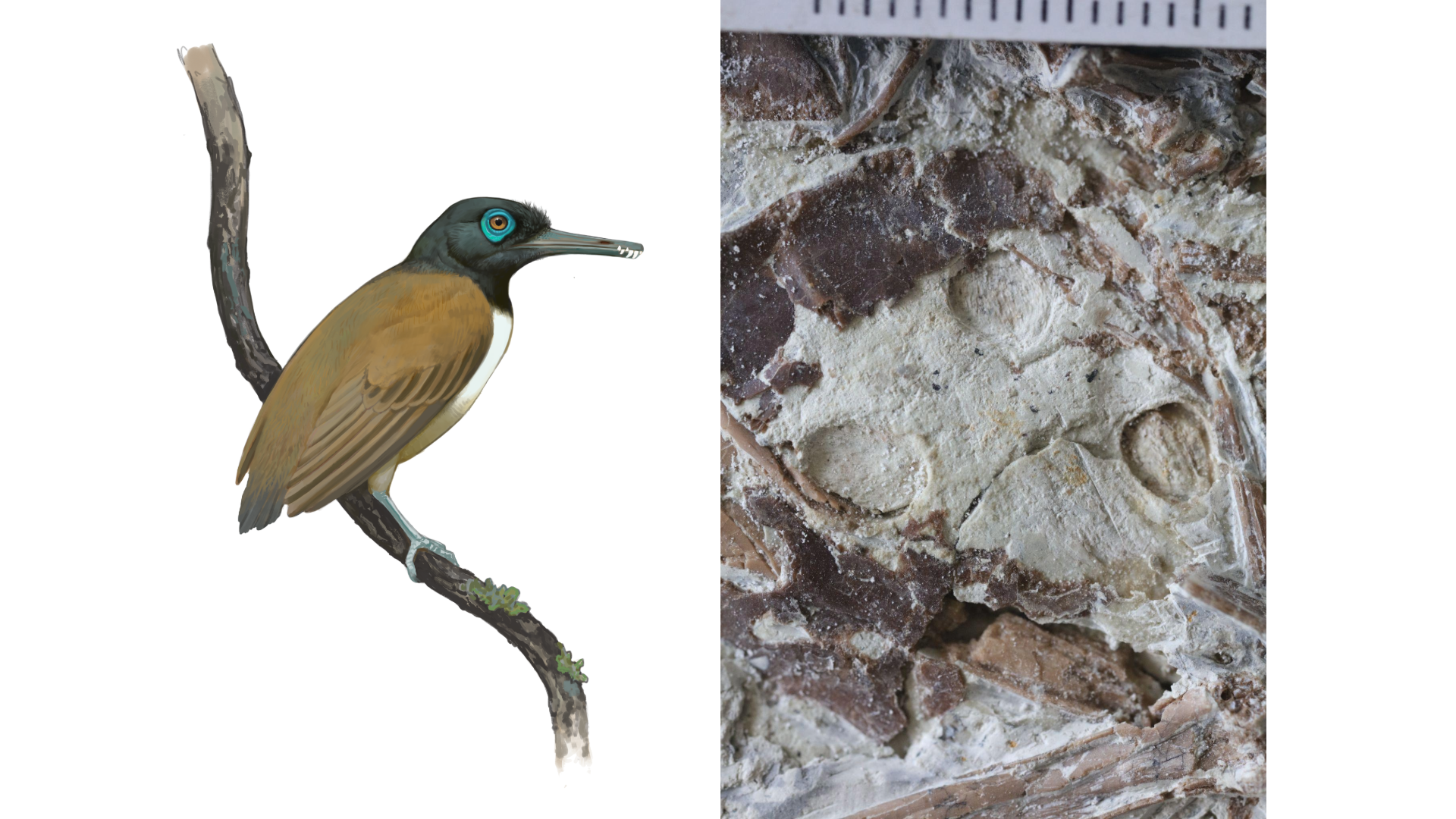 Left, An illustration of Longipteryx, a fossil bird with unusually strong teeth right at the tip of its beak; Right, A fossil Longipteryx; the three round structures are seeds in its stomach