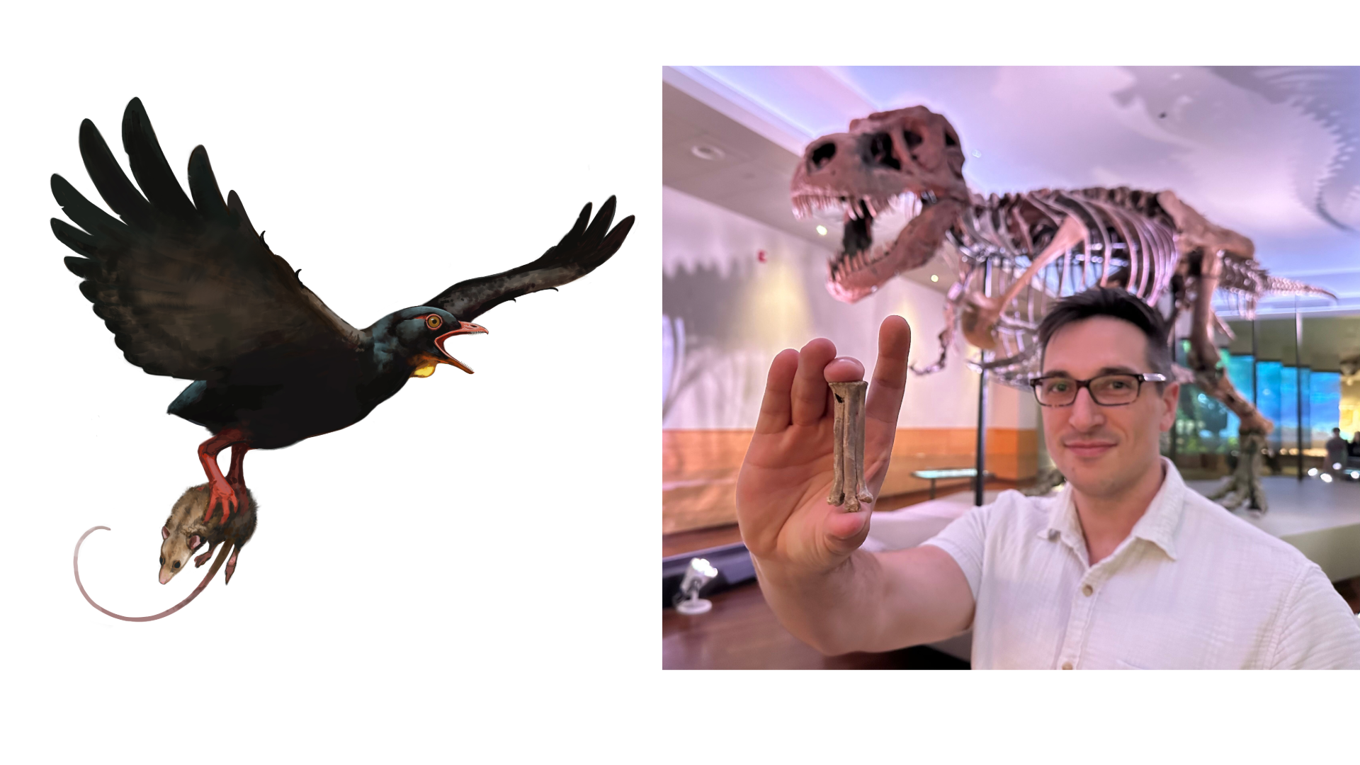 Left: An illustration of a black bird, shown here flying while carrying a small mammal. Right: A man wearing glasses, holds up the fossil foot bone of Avisaurus darwini, with SUE the T. rex fossil, in the background.