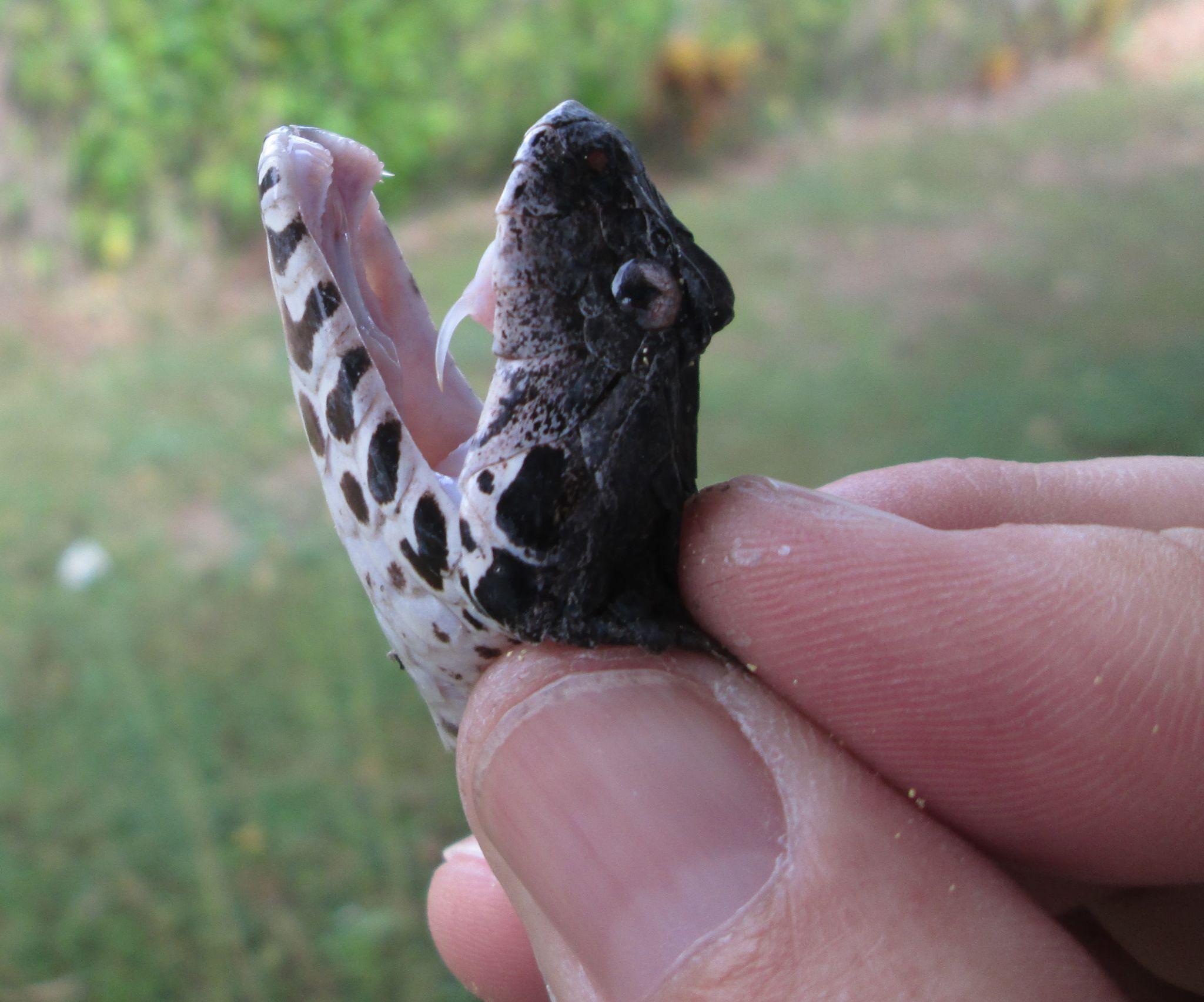 A snakes head, with open mouth and fangs exposed, being held in a person's fingers.
