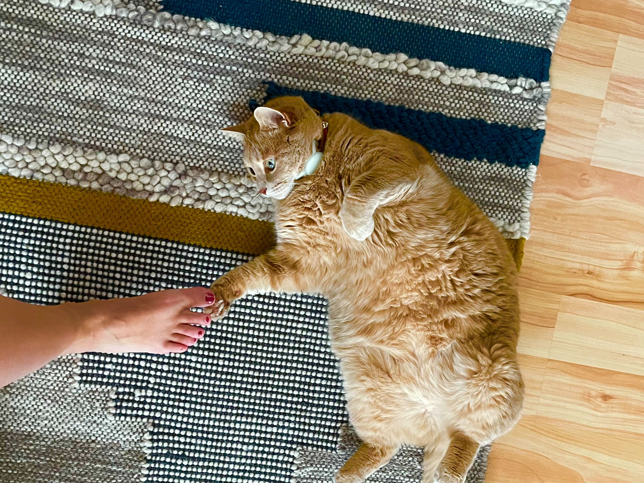 An orange cat lays on it's back on the floor, one paw reaching out to touch a person's bare foot.