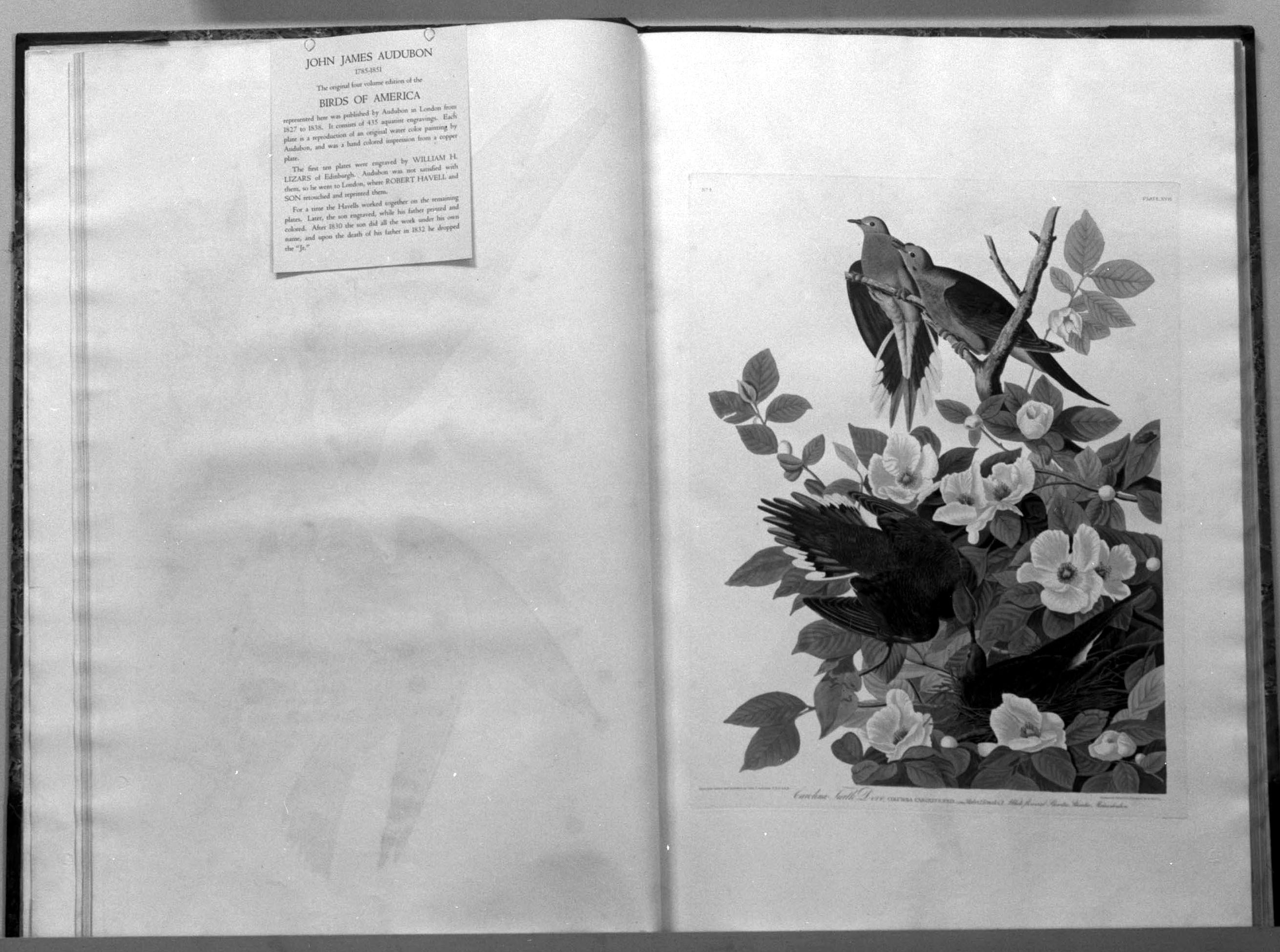 Audubon volume open at an Ornithological illustration