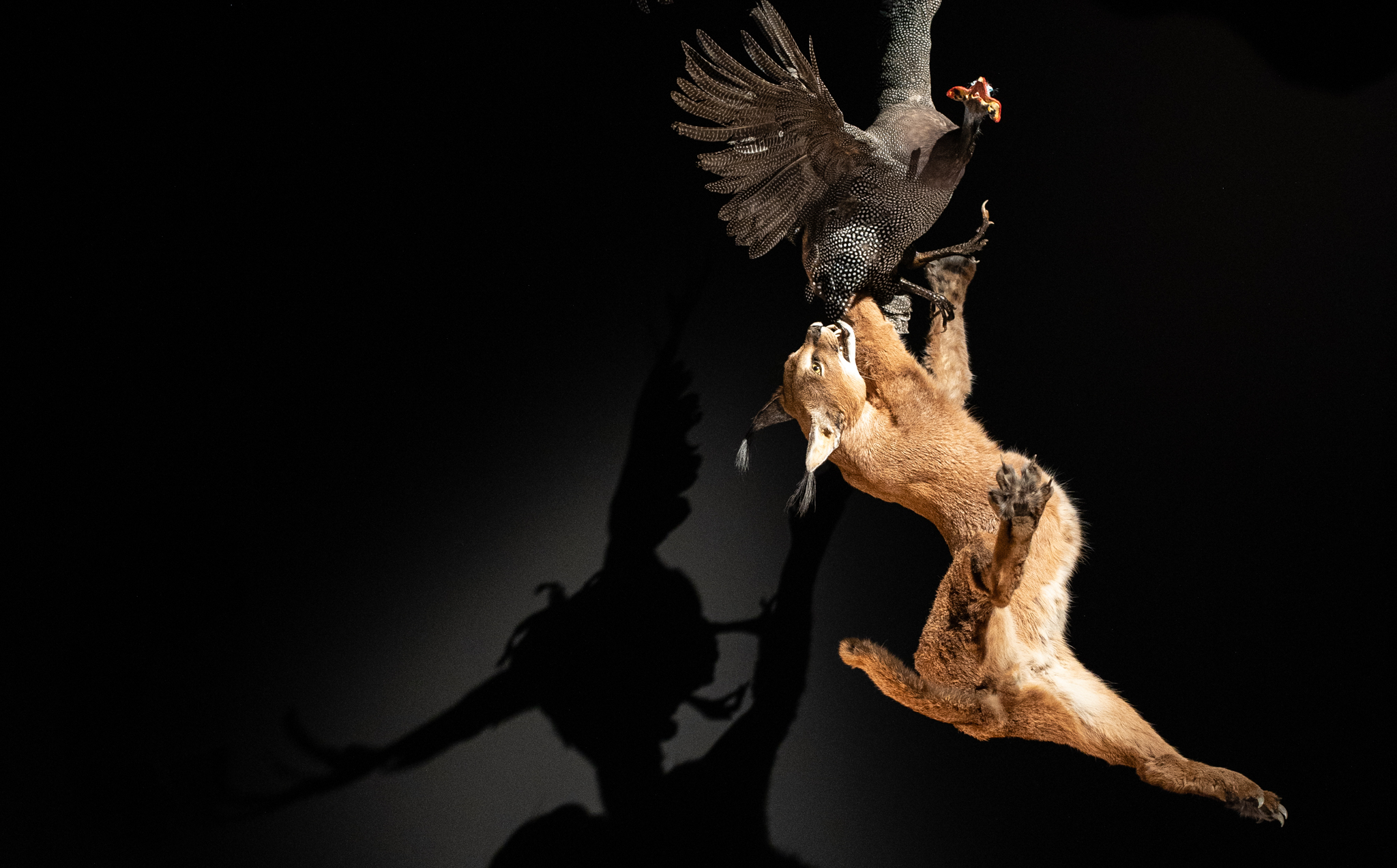 A taxidermy sculputure featuring a Caracal leaping to catch a pheasant
