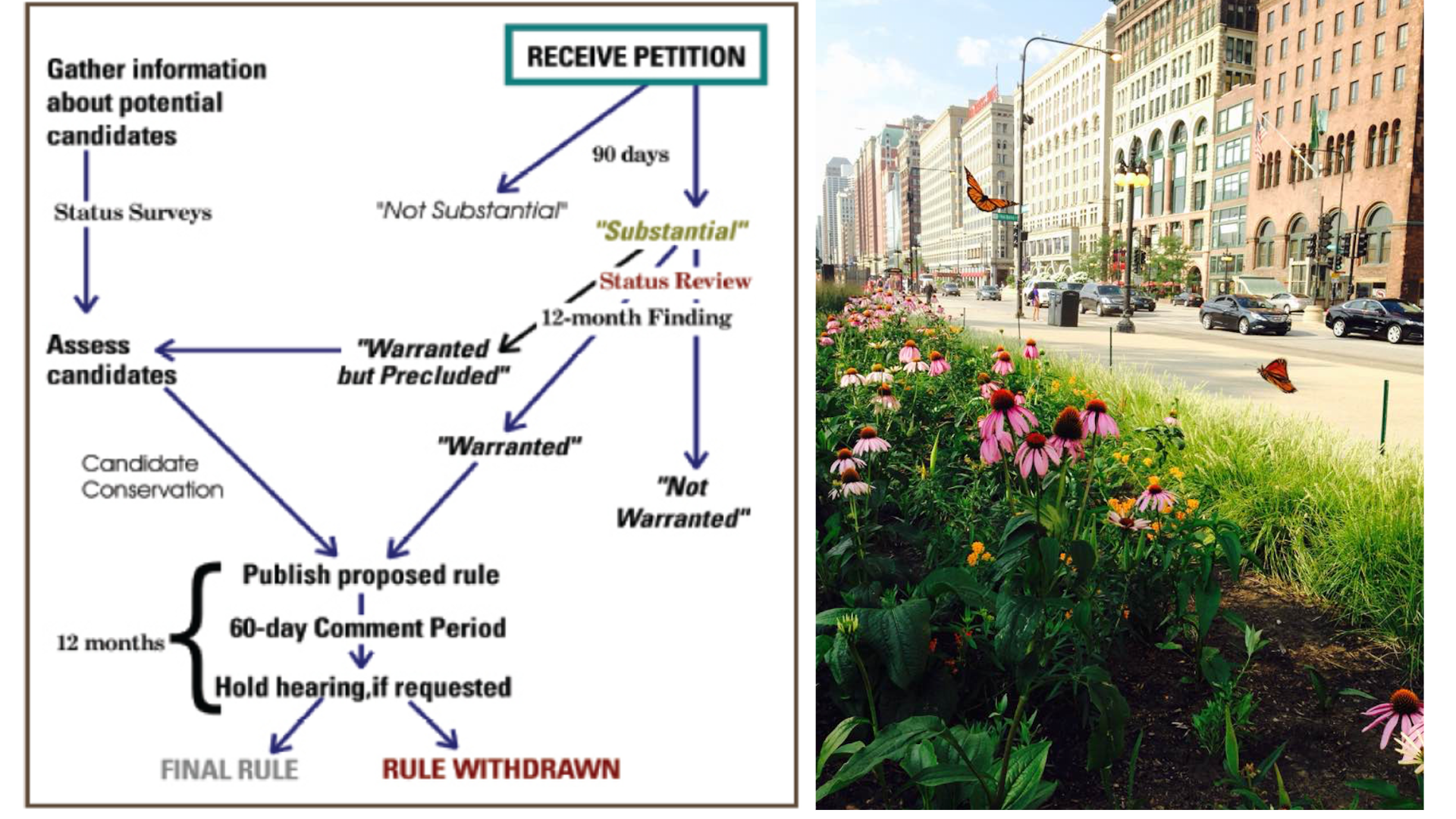 Left: Graphic depicting flowchart of steps to gaining protected status Right: Monarchs flutter down over flowers on a city street.