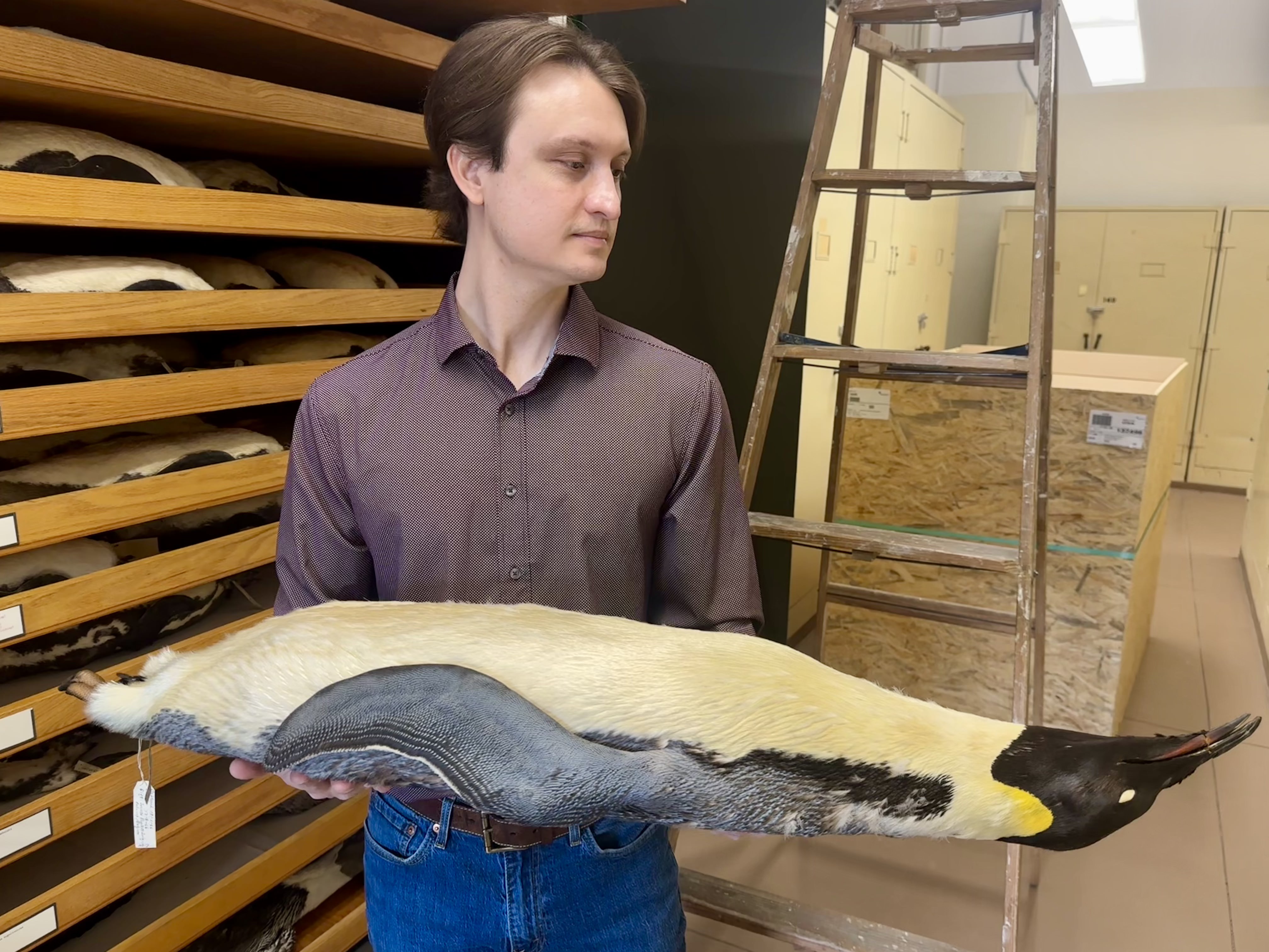 A man stands holding an emperor penguin specimen laying in his outstretched arms. He is in a collections area of the museum with several drawers containing other specimens behind him.