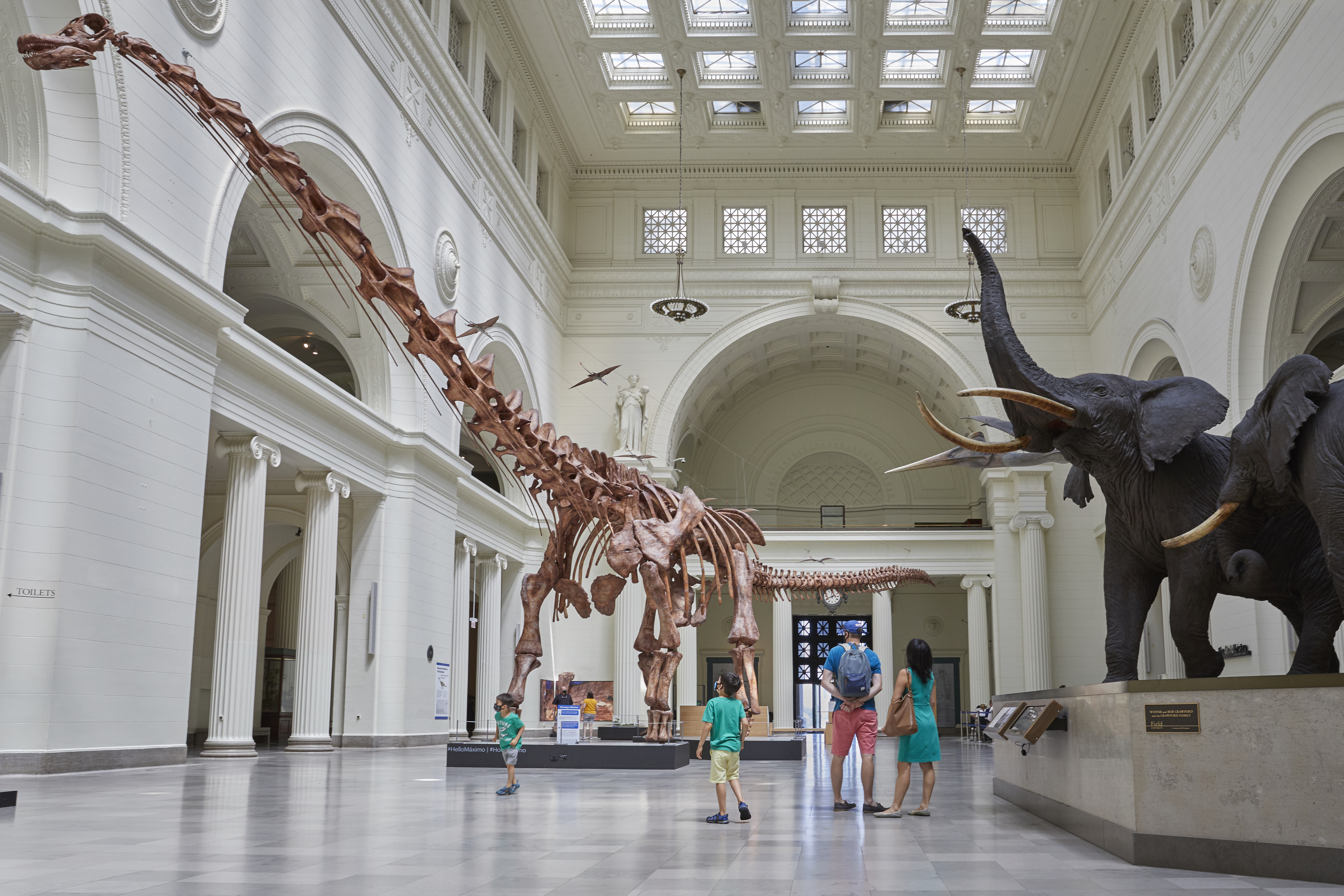 Maximo and Elephants in Stanley Field Hall