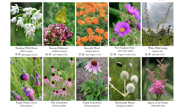 Field Guides thumbnail showing flowers and insects