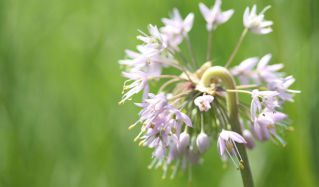 vPlants website thumbnail showing flower of Alium ceruum