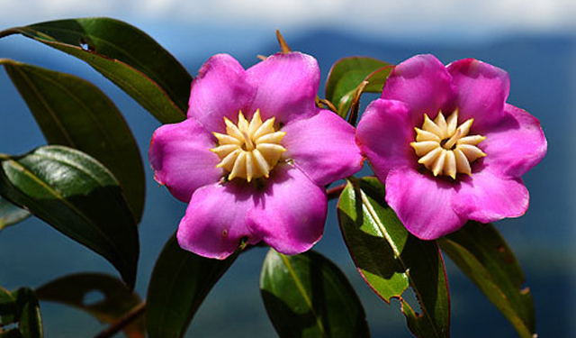 Two pink flowers of Blakea spruceana
