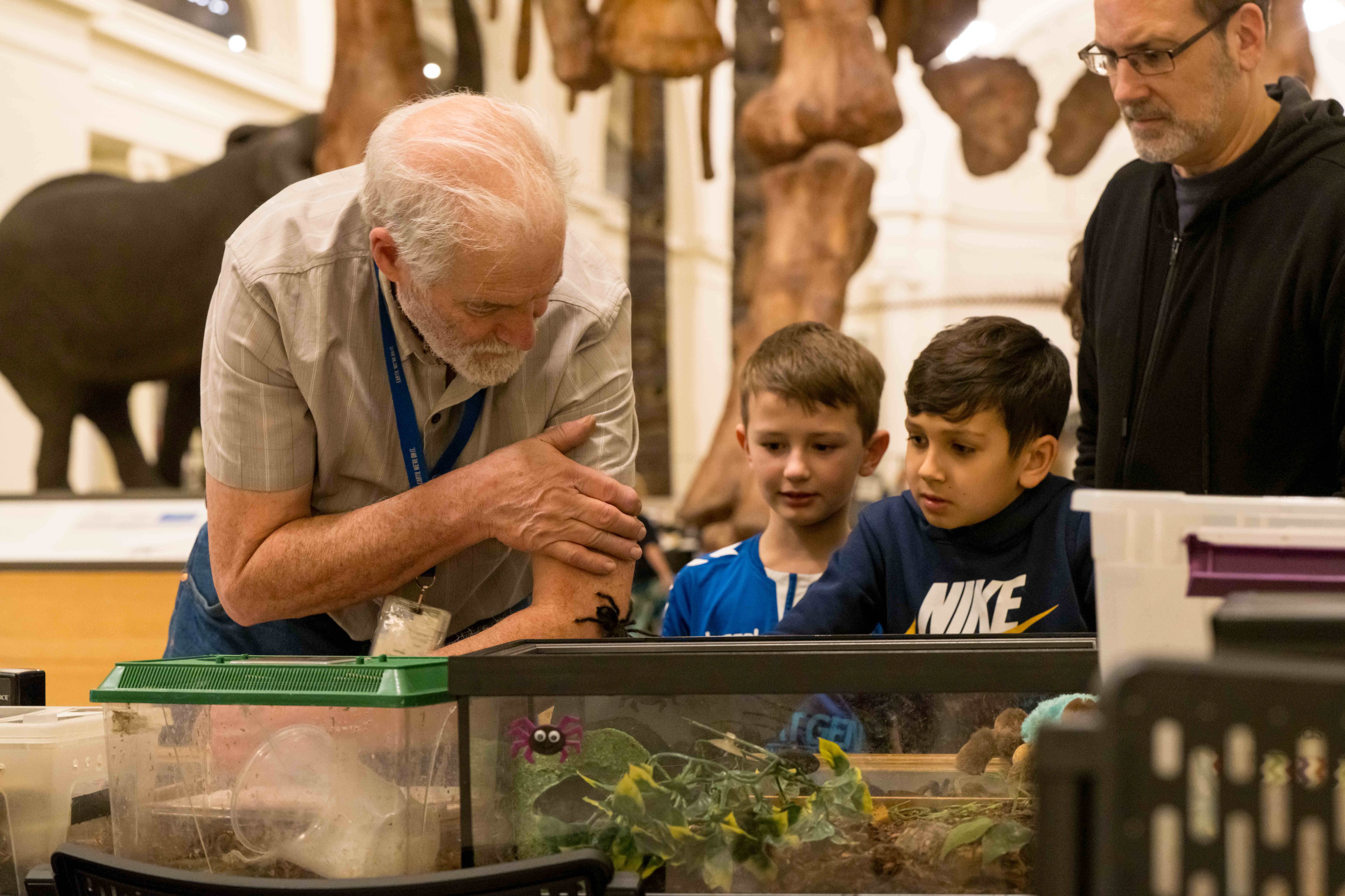 A museum staff member bends over towards some containers holding live insects. A mand and two boys are listening and looking.