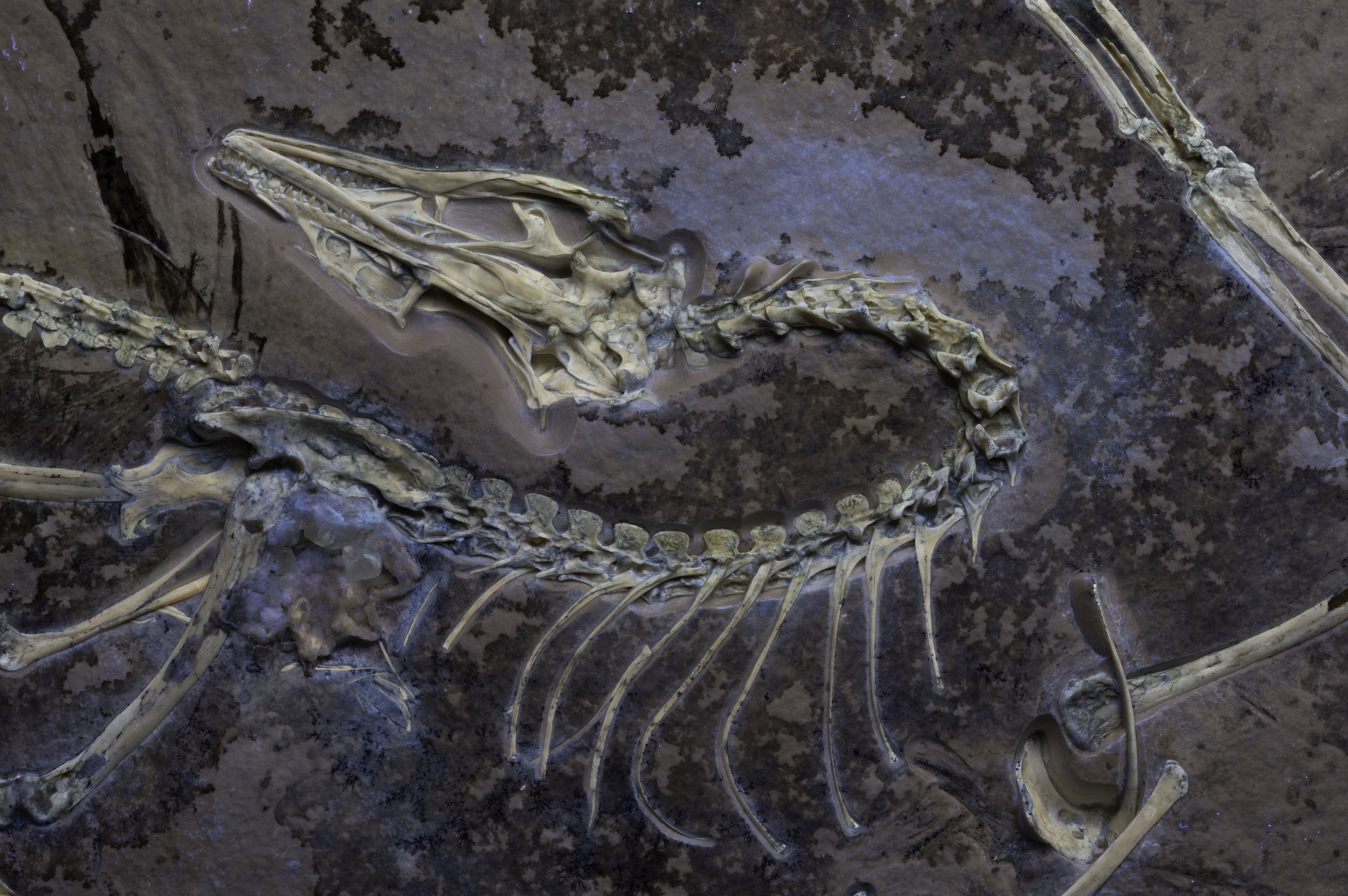 An image of an archaeopteryx fossil taken with UV light.