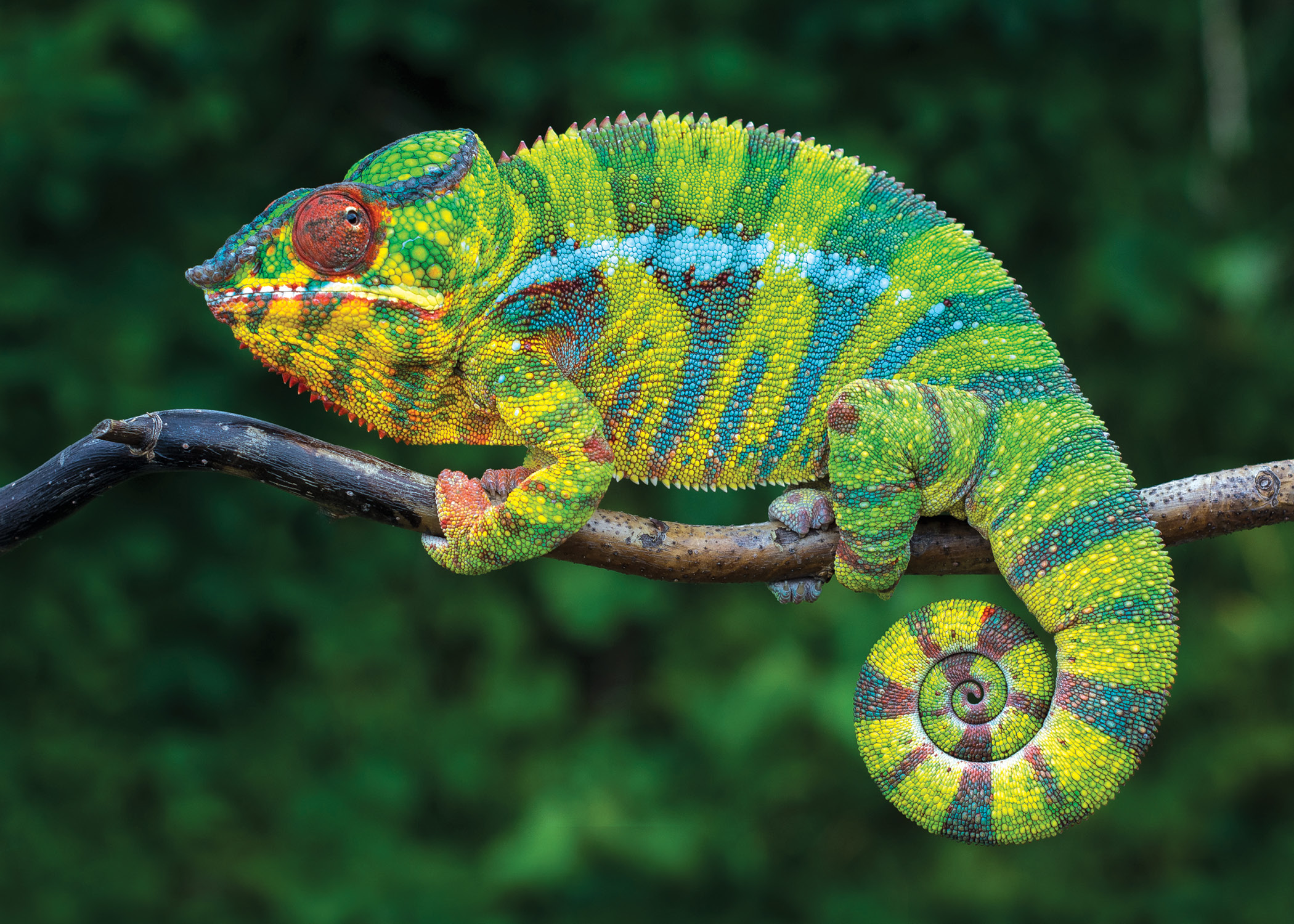 An large colorful chameleon perched on a branch