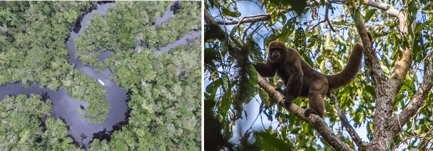 Left: An aerial view of a winding river surrounded by trees and vegetation; Right: A large, brown monkey climbing in a tree.
