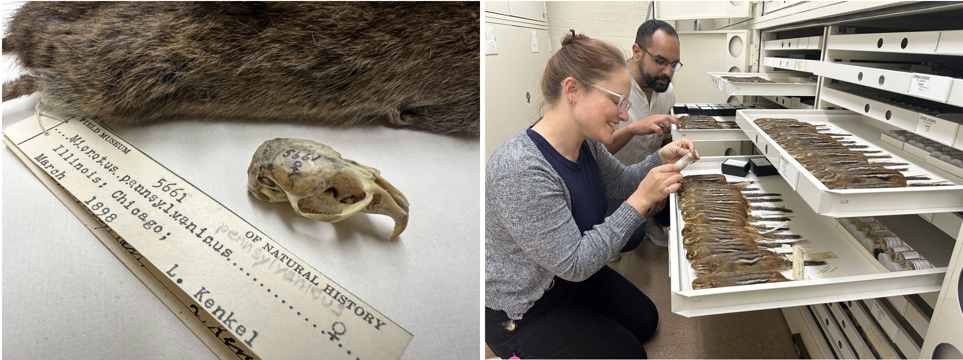 Left: A skull and skin of an vole with a museum label. Right: Two scientists look at drawers containing chipmunk specimens in the museum collection area.