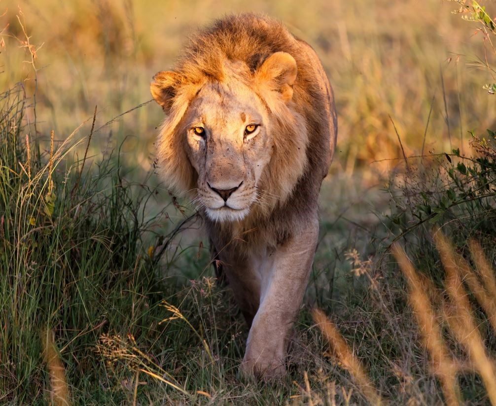 a male lion walking through grass