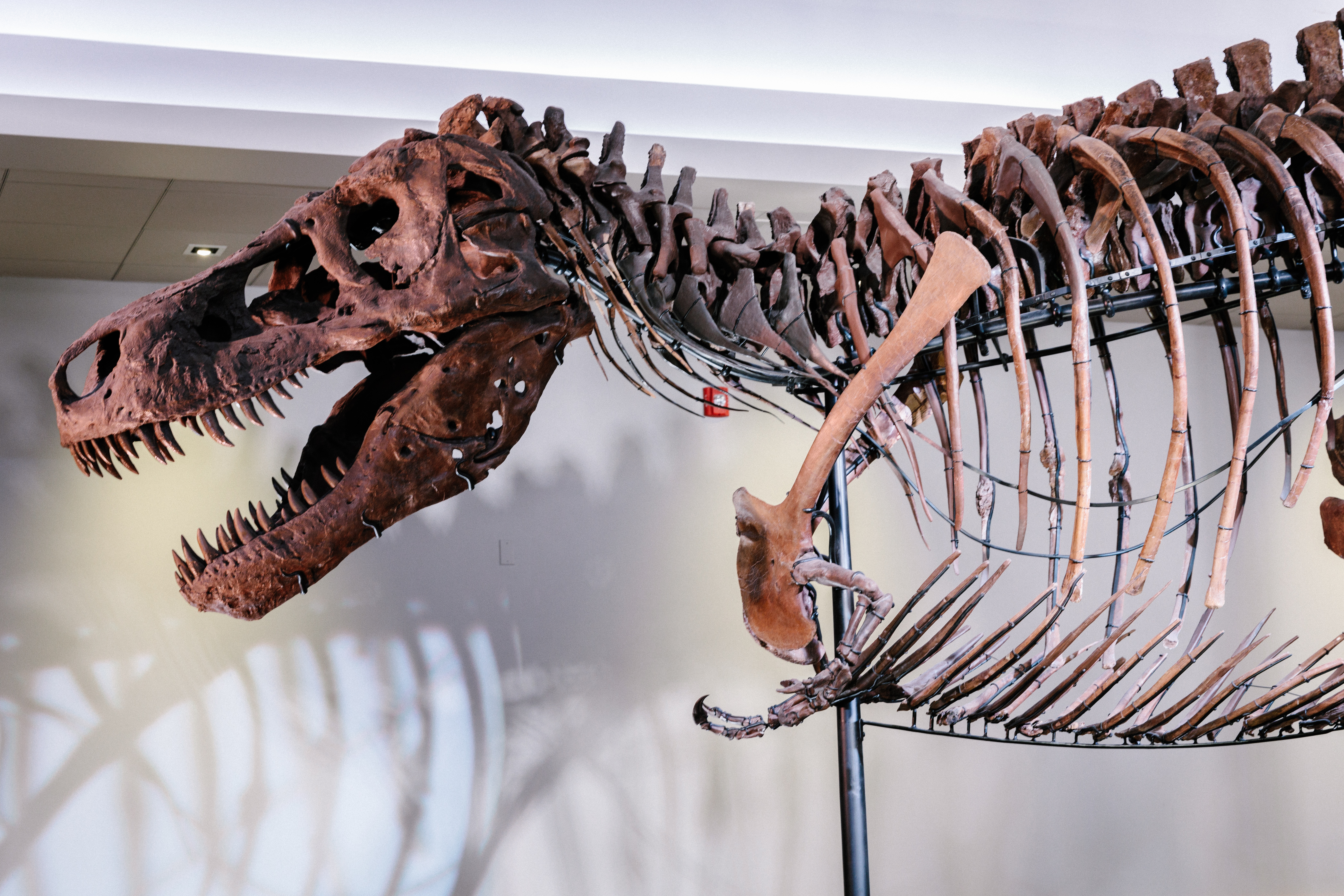 SUE the T. rex fossil skeleton