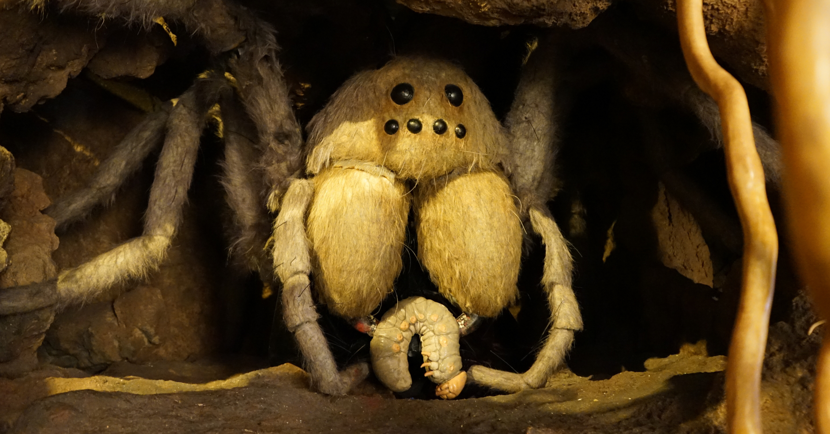 A model of a wolf spider holding a grub