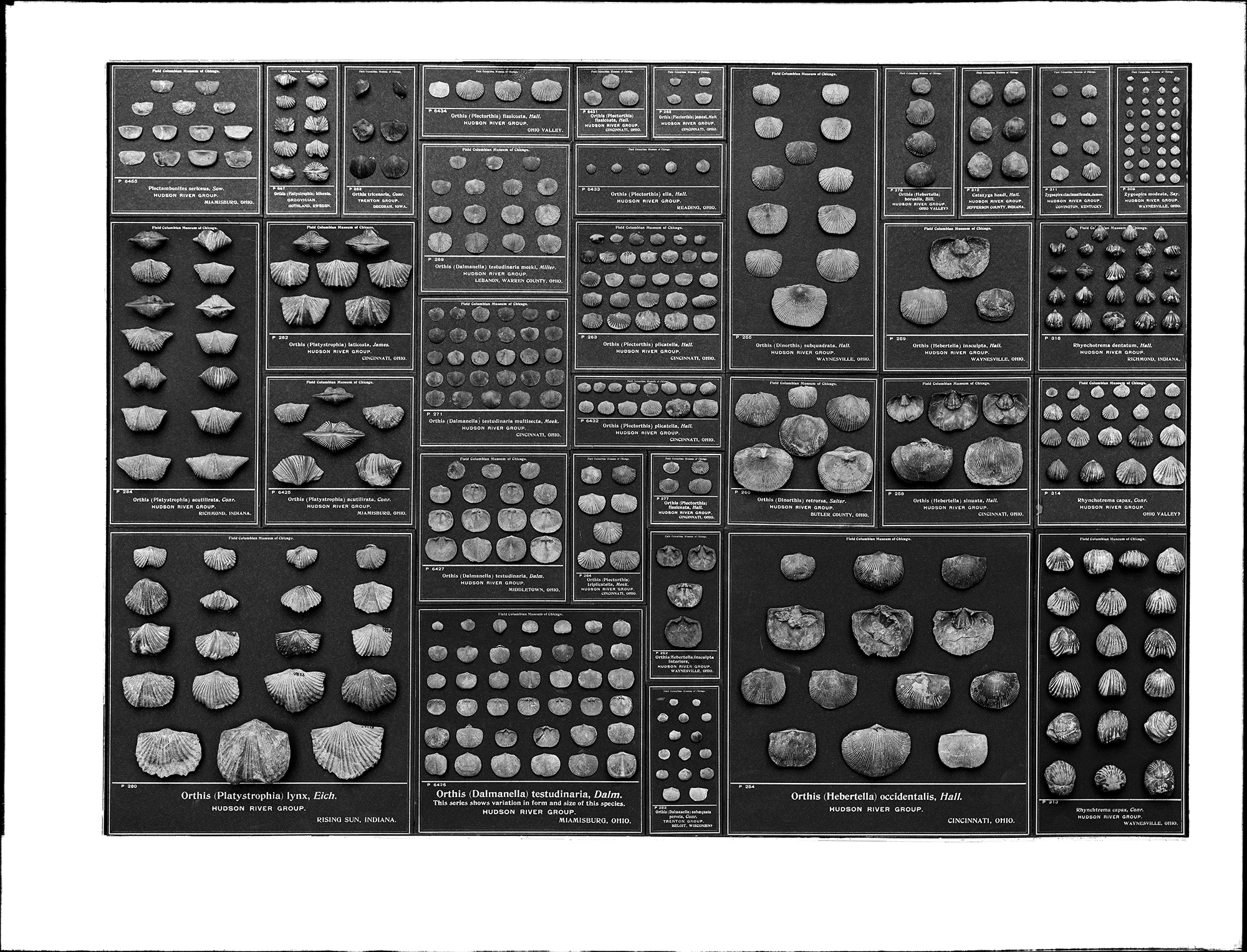 Invertebrate fossils. Styles and sizes of tablets used for mounting. Specimens were glued to black paper with the descriptions typeset in white.