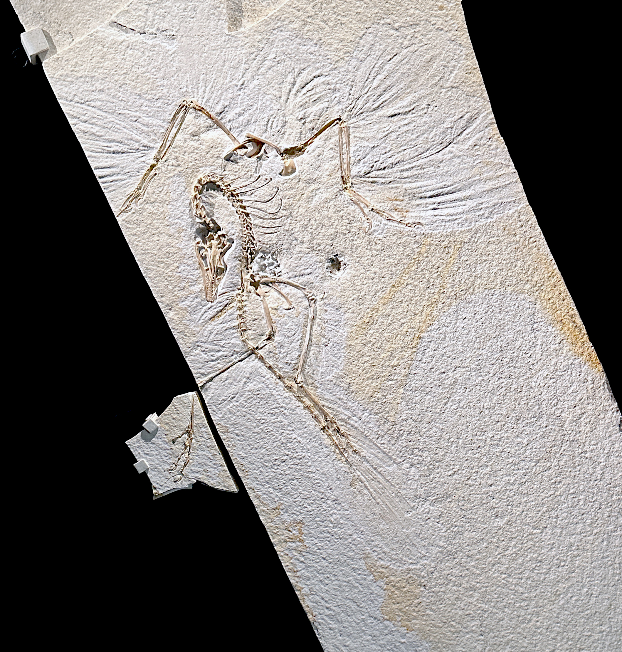 fossil bird in a matrix