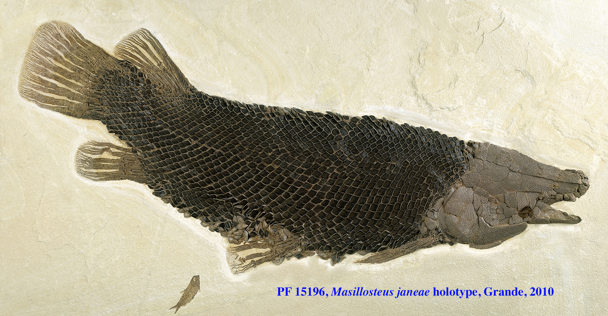 Fossil  of a fish, Masillosteus janeae.