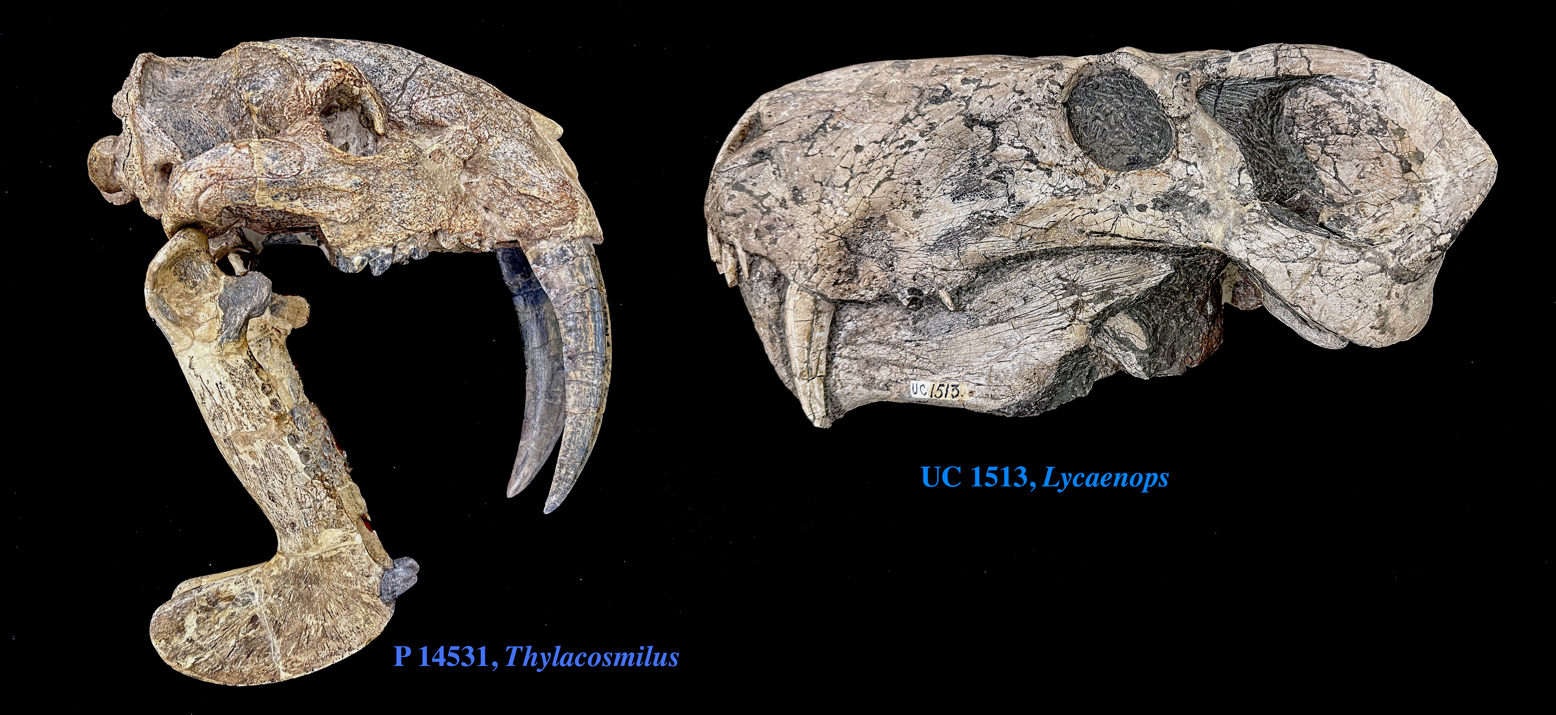 2 fossil  skulls facing each other. One Thylacosmilus and one Lycaenopsl