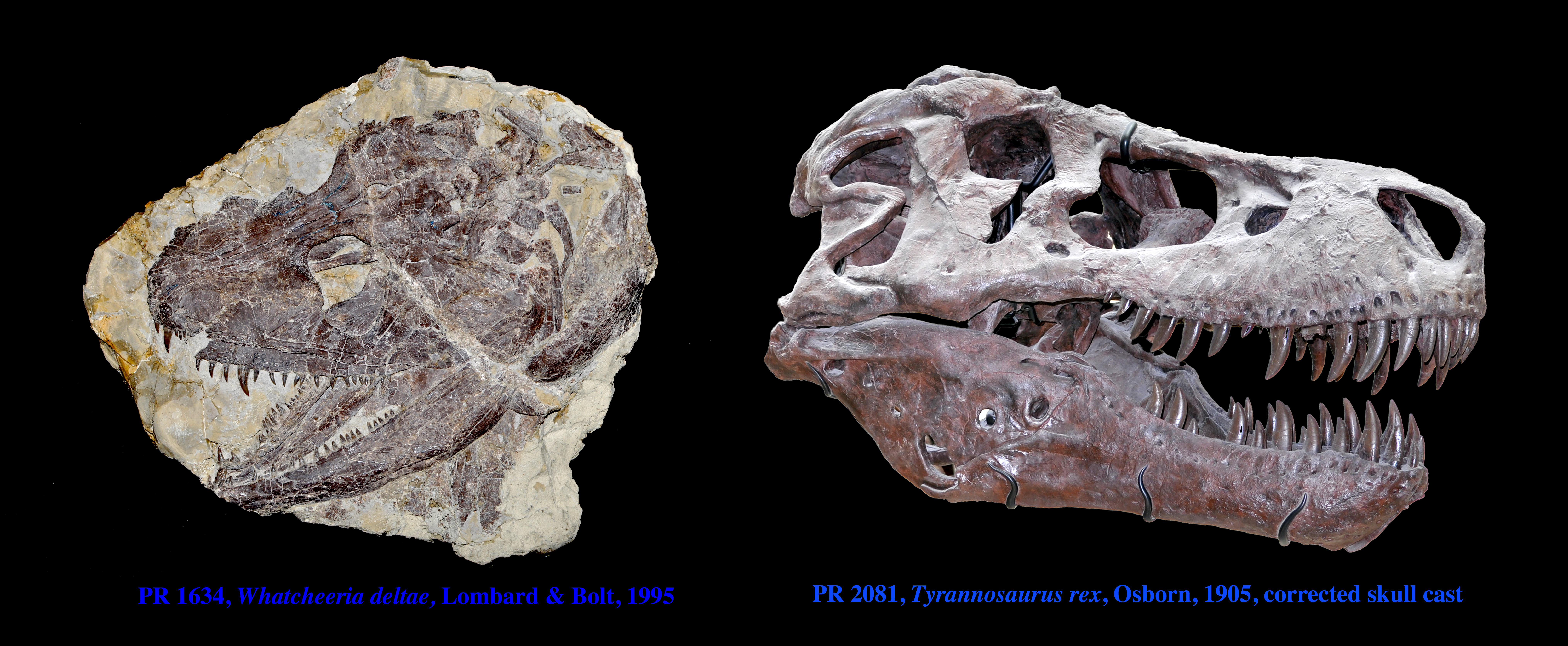 Collage of PR 1634, Whatcheeria deltae & PR 2081, Tyrannosaurus