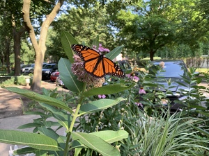 An adult monarch nectaring on milkweed taken on a sidewalk in Chicago