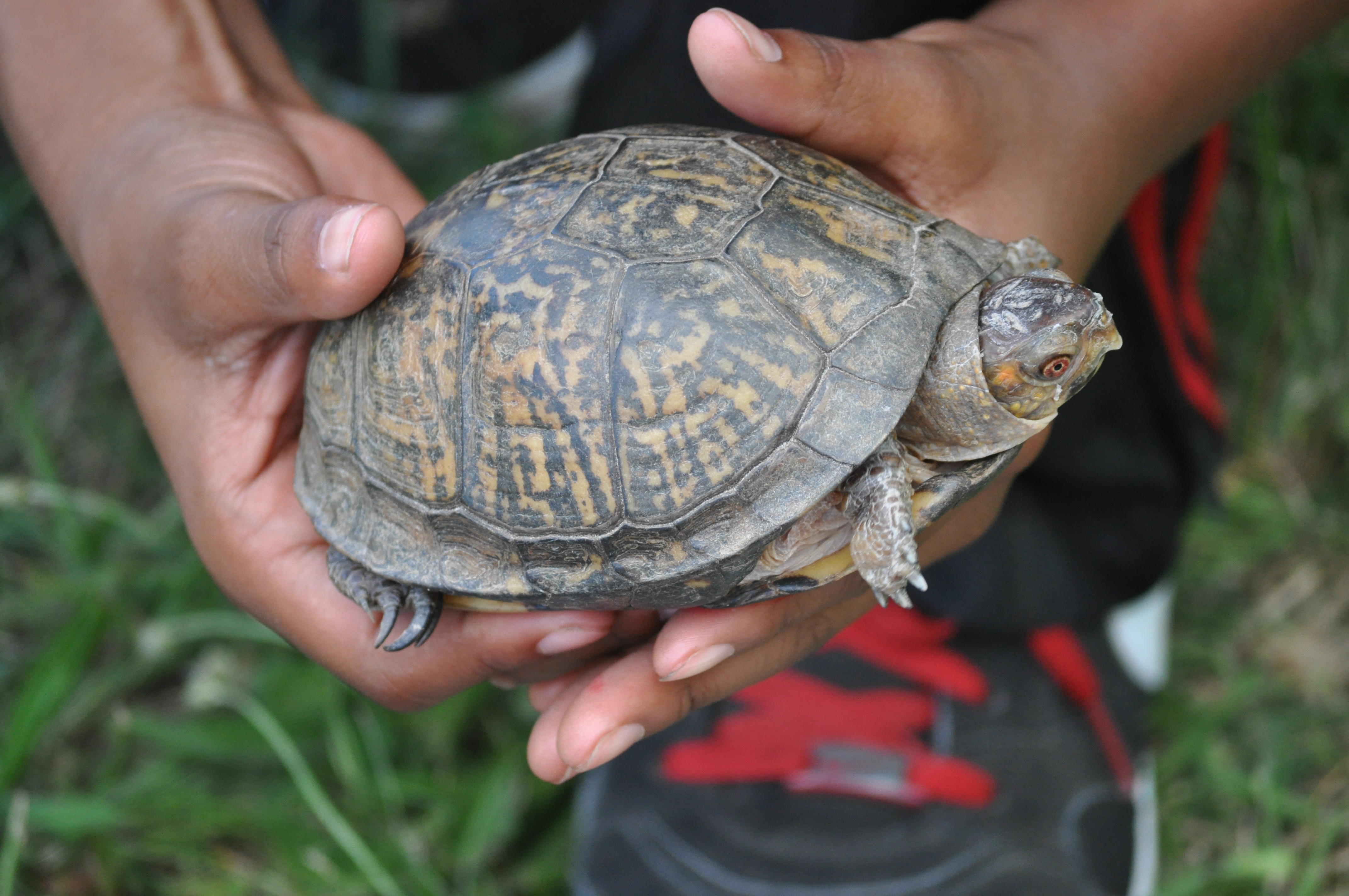 Turtle in hands
